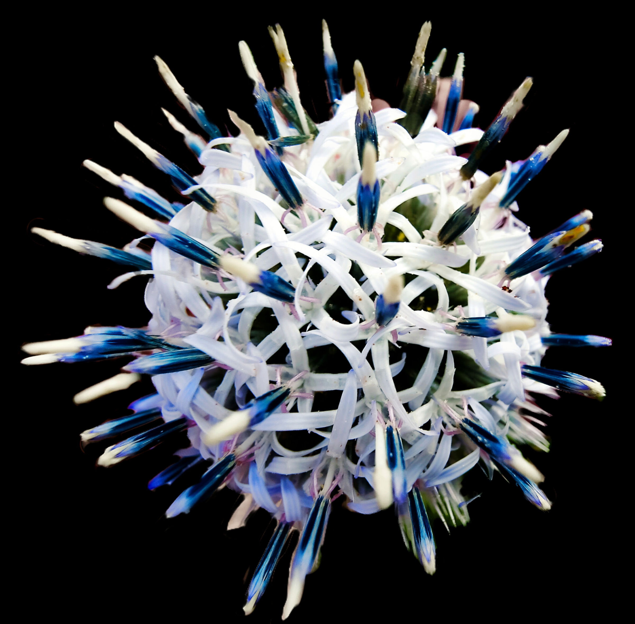 Cardo pallottola bianco