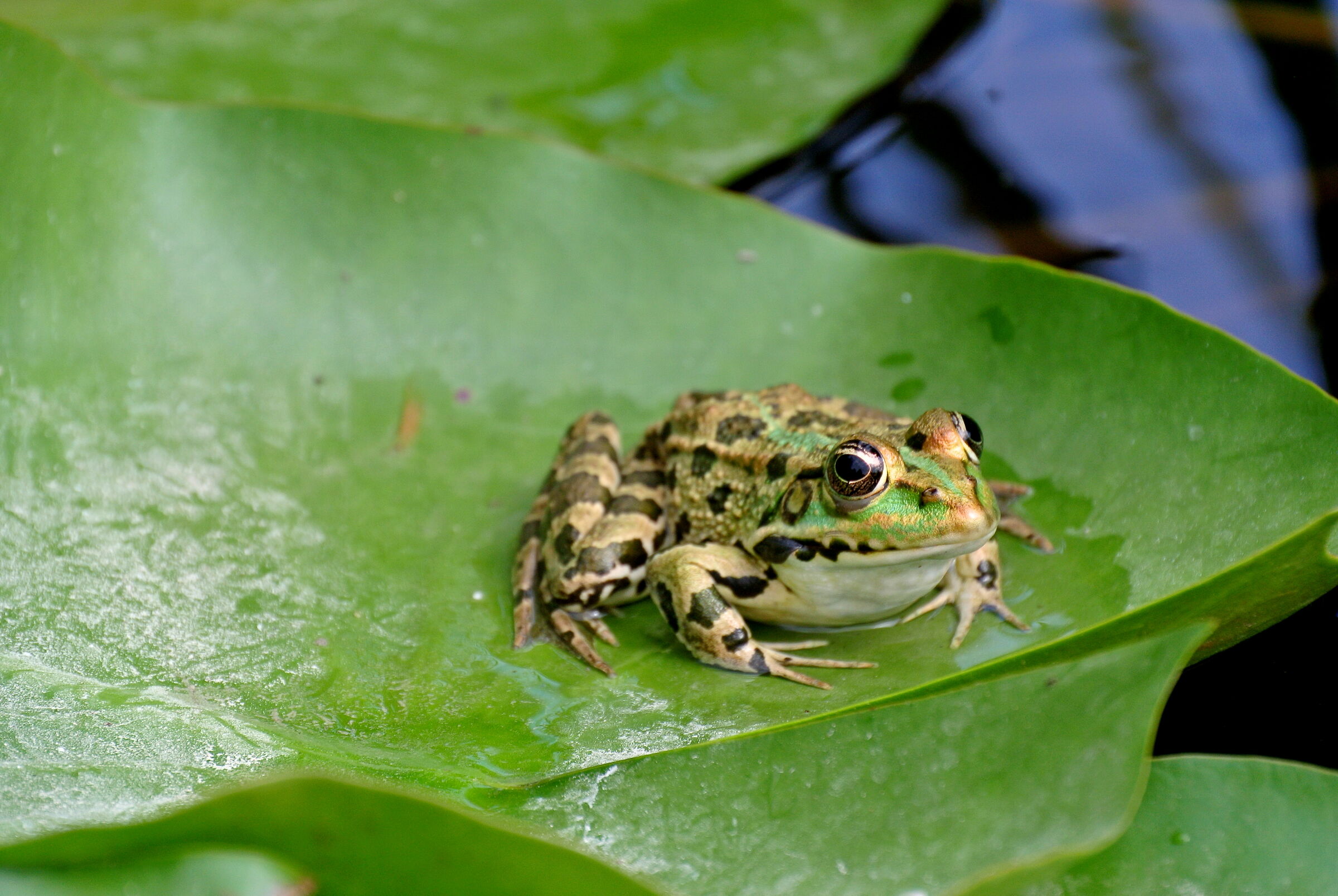 tree frog