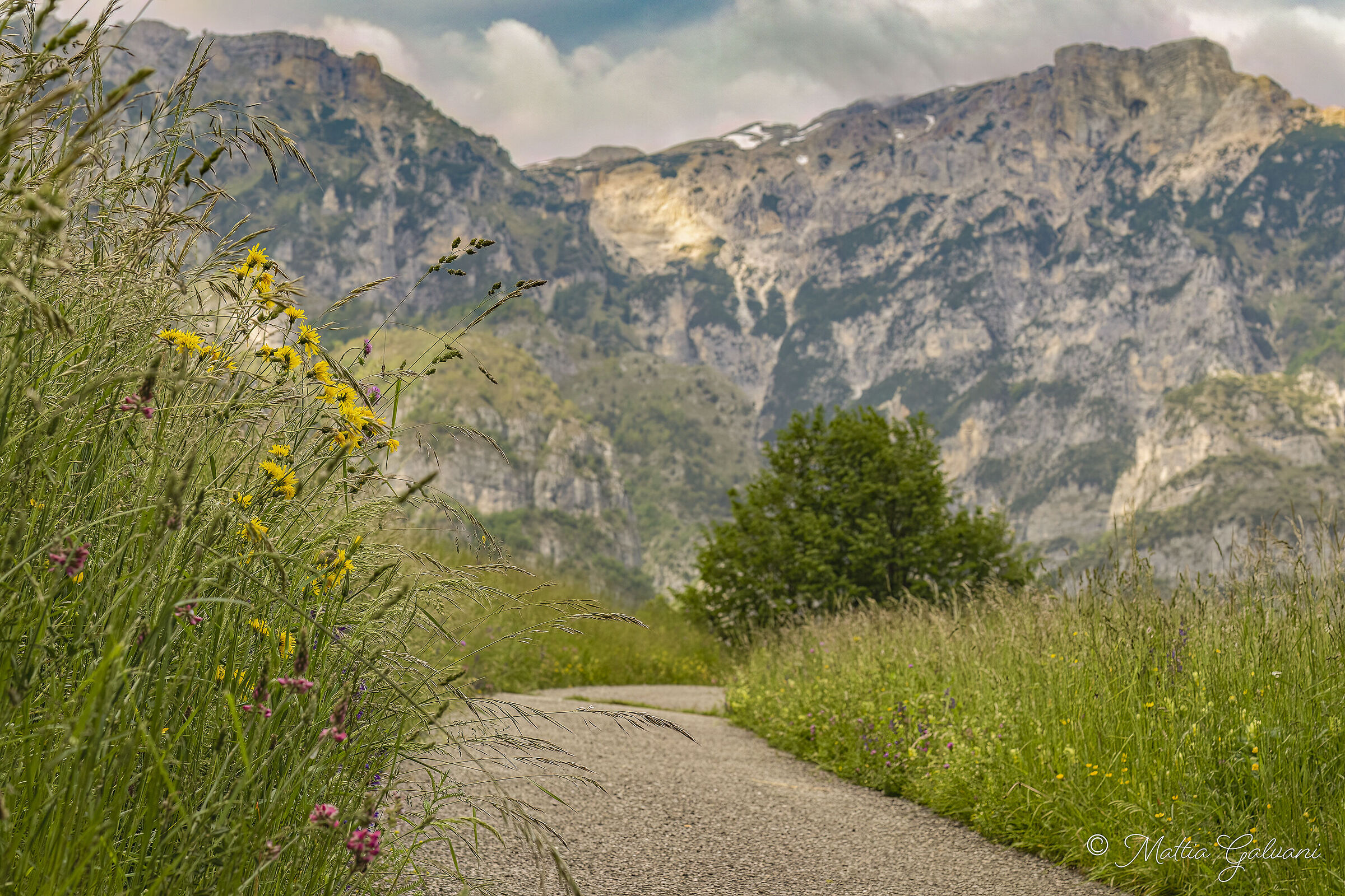 I fiori, il sentiero e l'attesa del temporale...