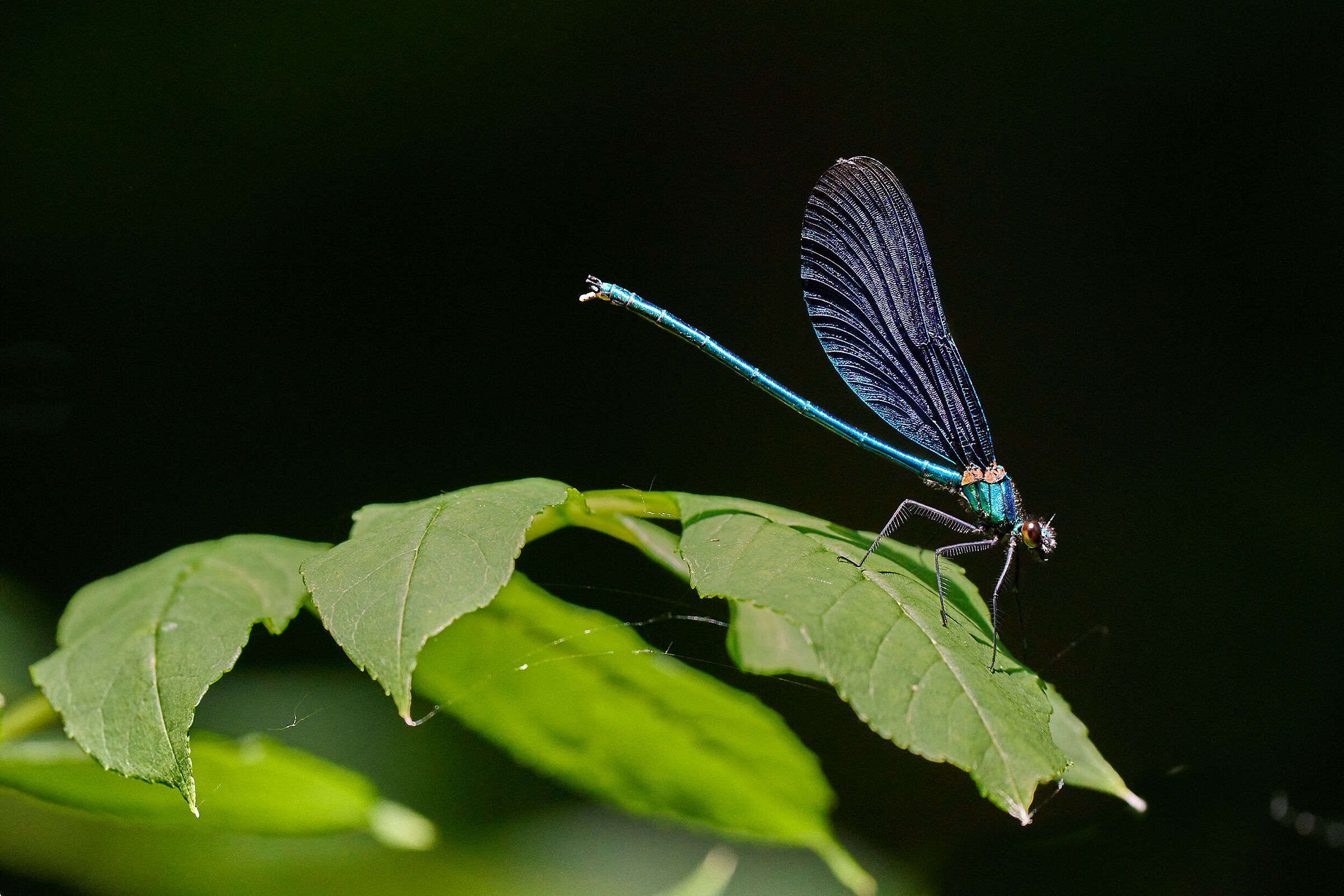 Dragon Fly