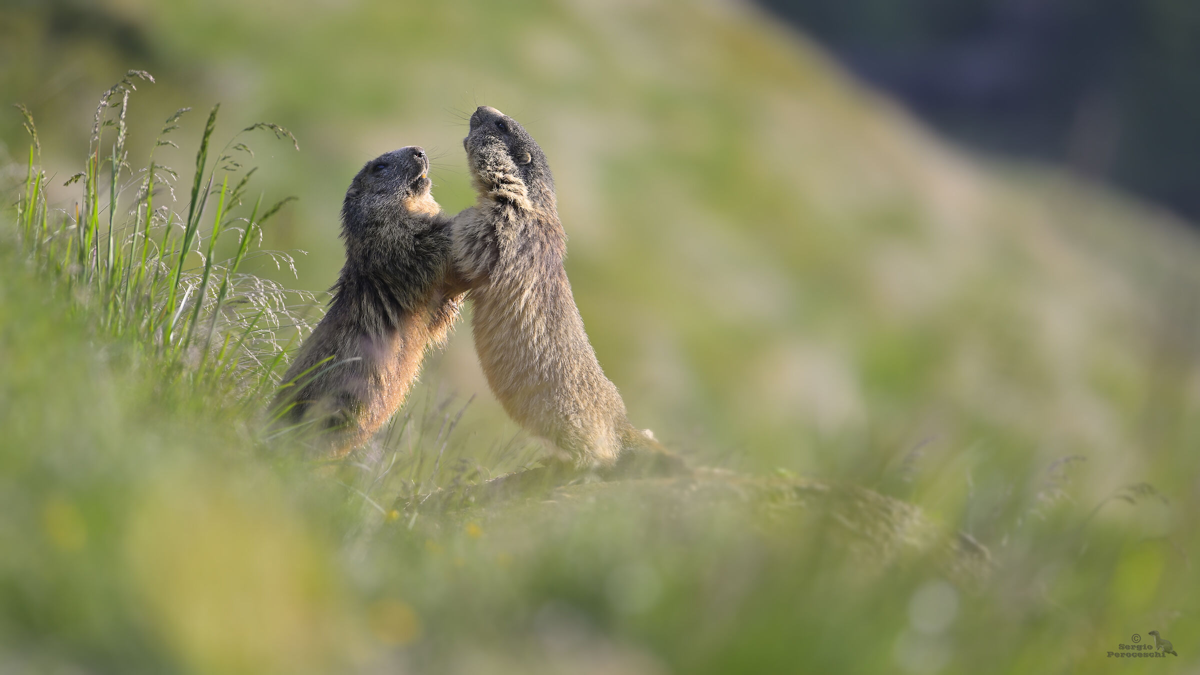 Early morning skirmish