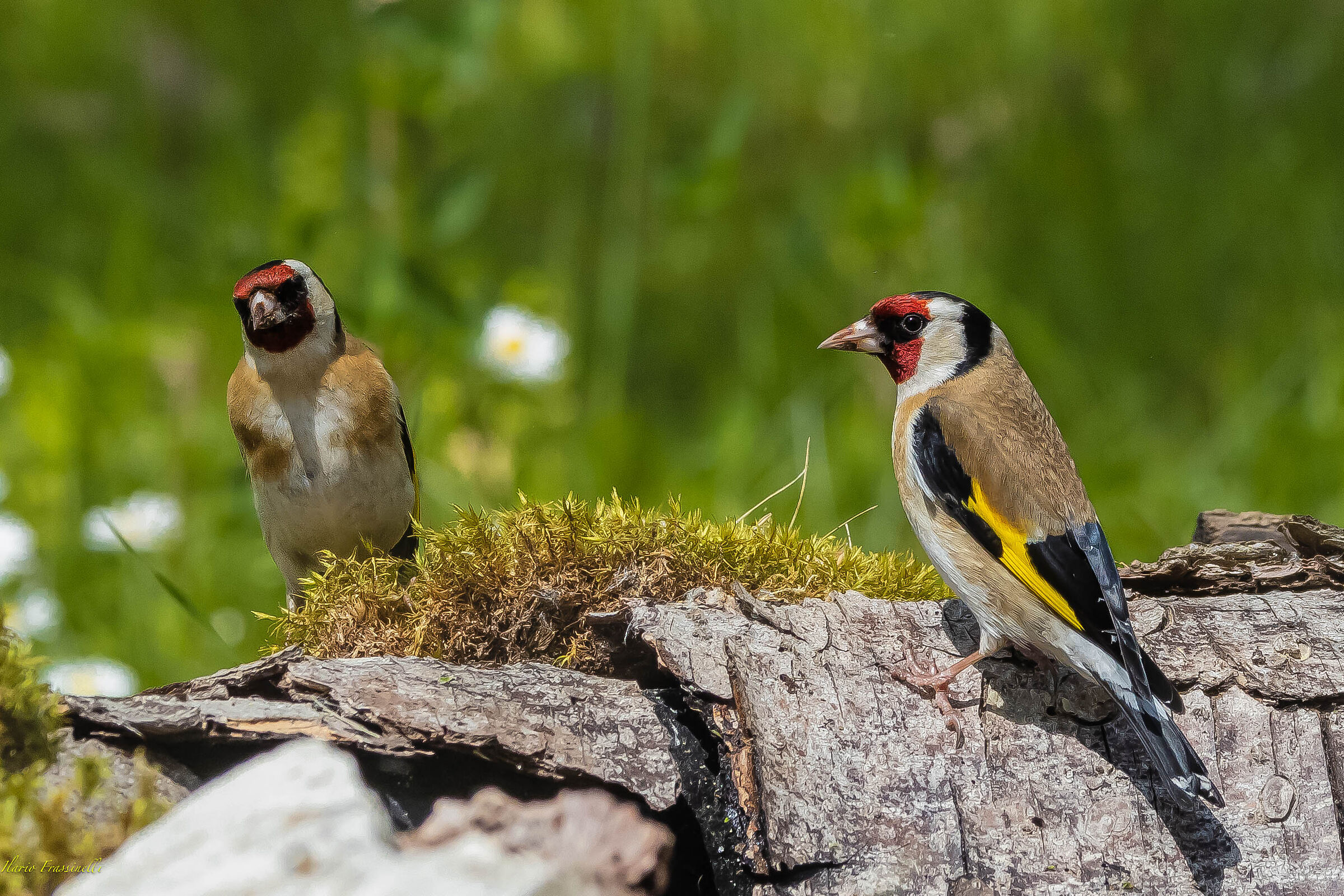 Goldfinches