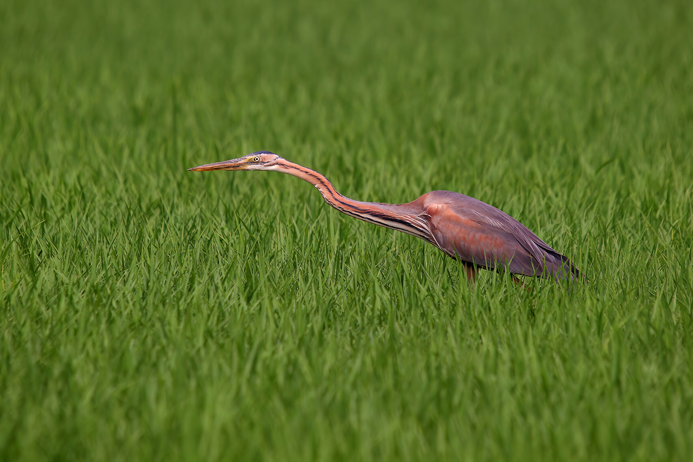 Airone rosso in risaia