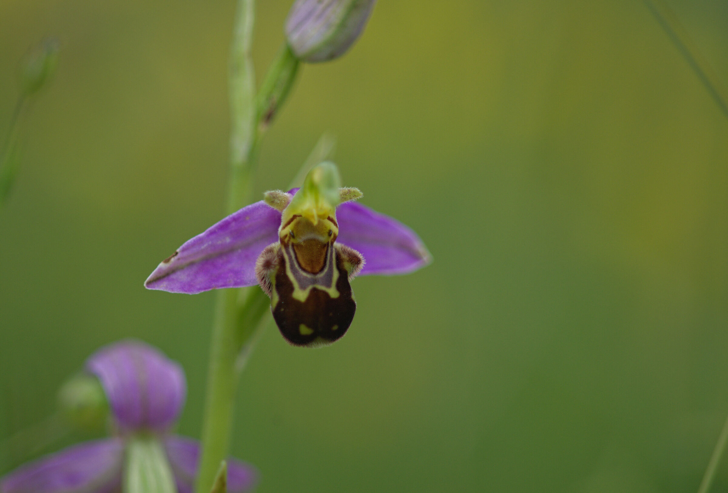 Ophrys apifera