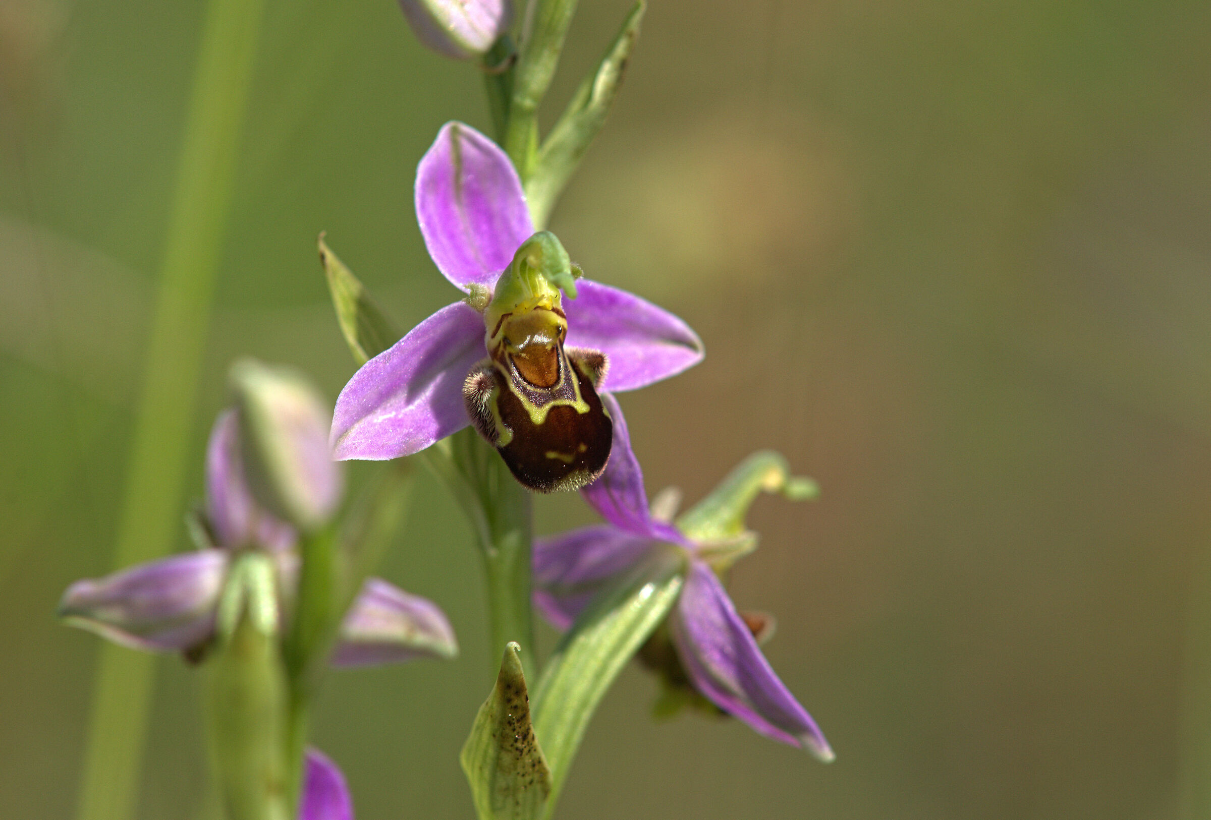 Ophrys apifera