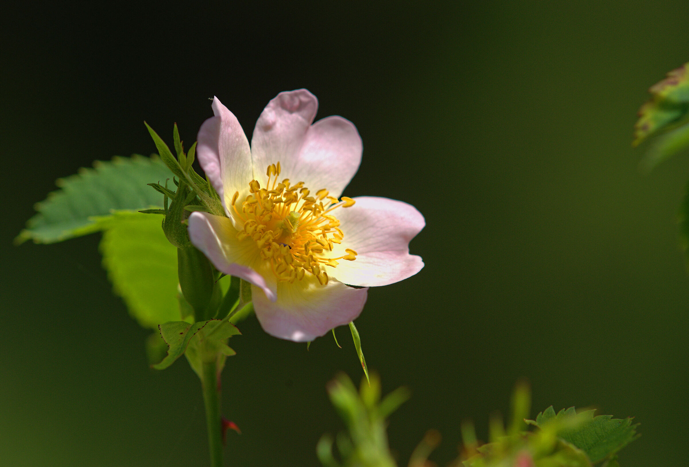 Rosa canina