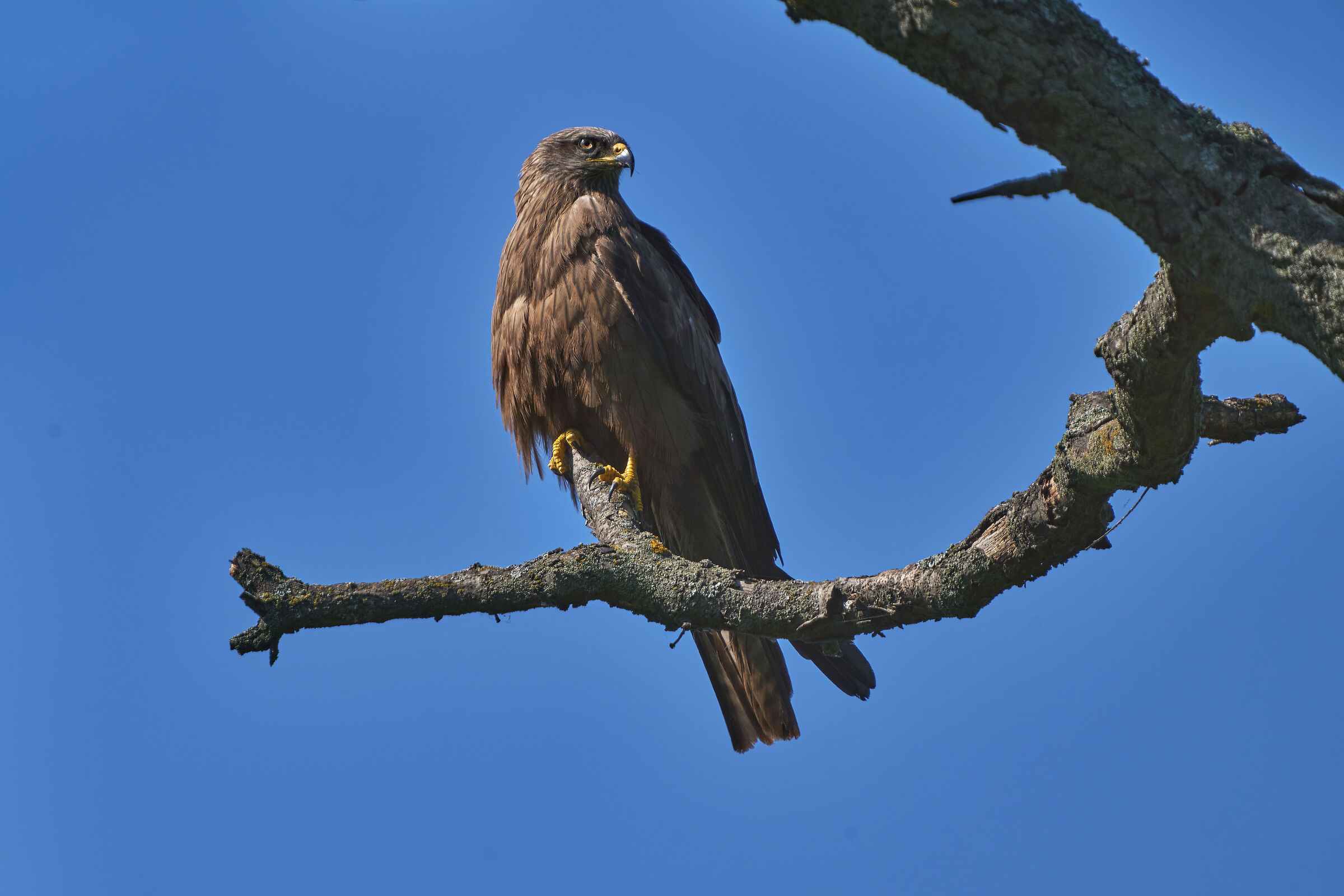 Milvus Migrans
