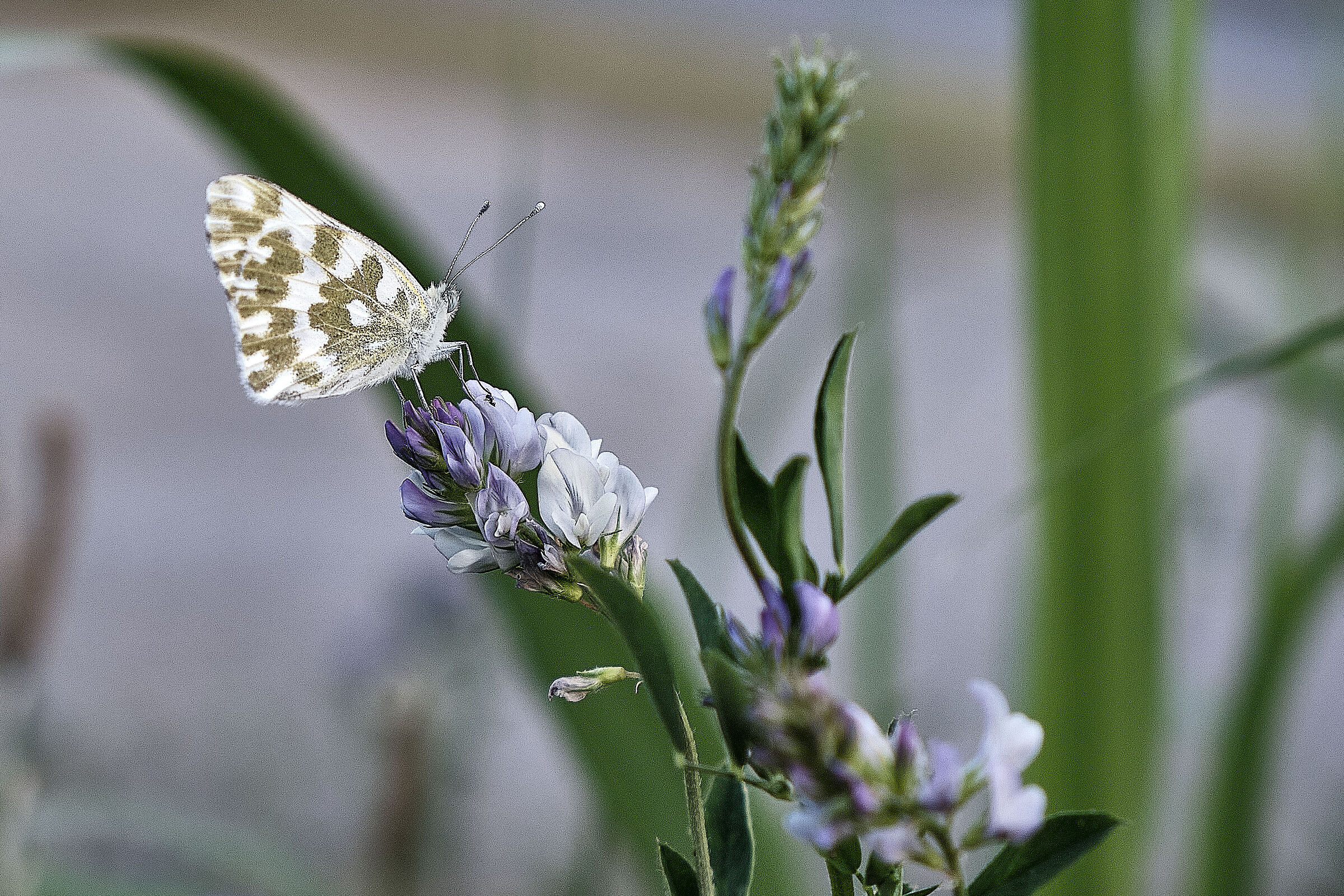 Purple cirius with butterfly