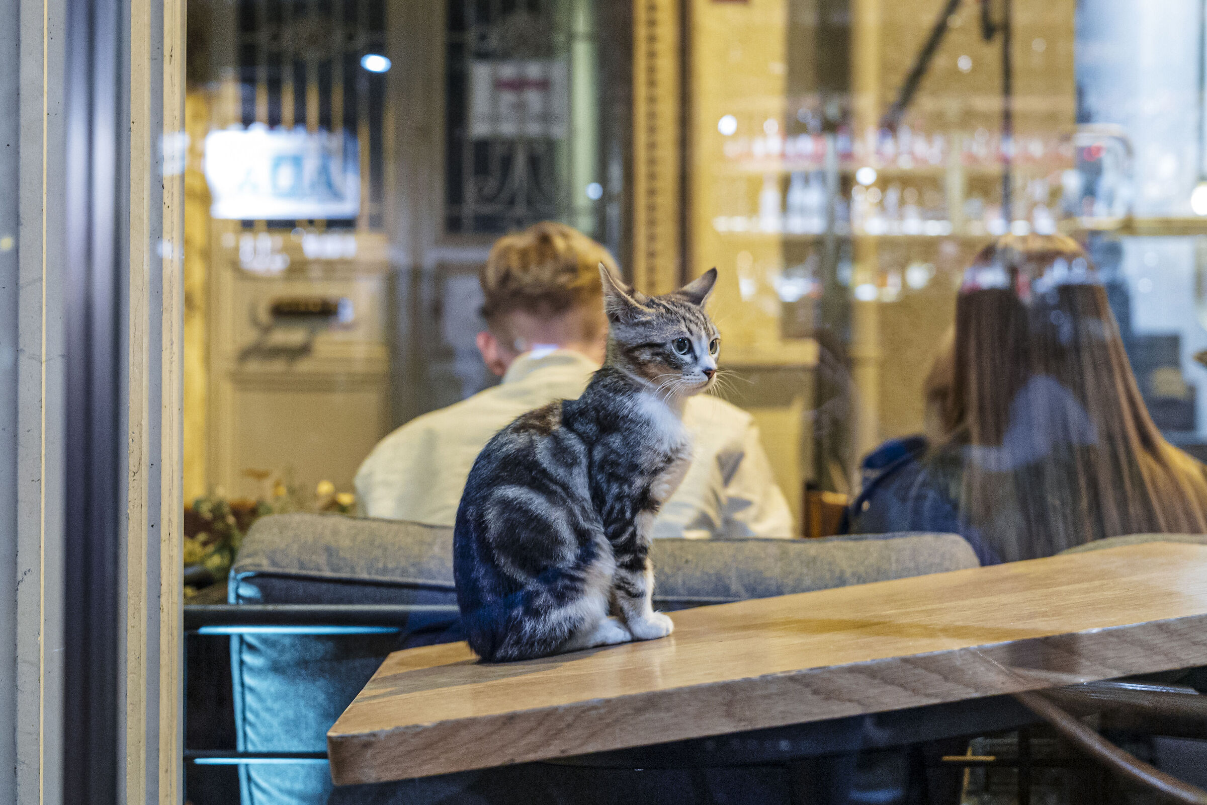 Istanbul città dei gatti