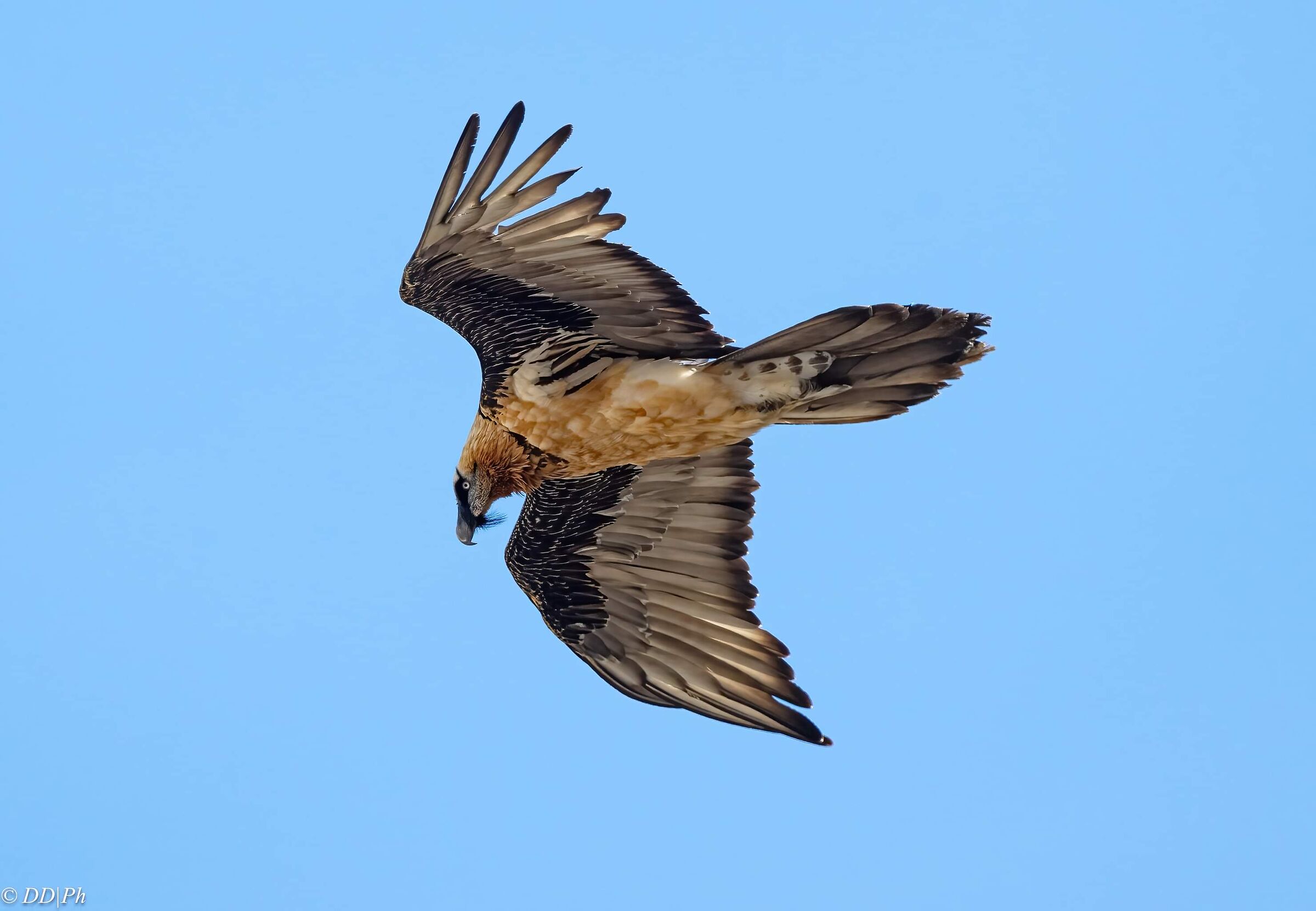 Bearded vulture