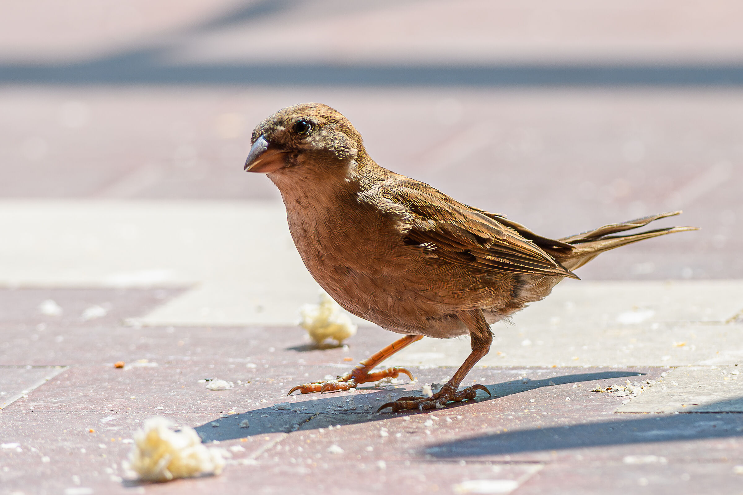Sparrow