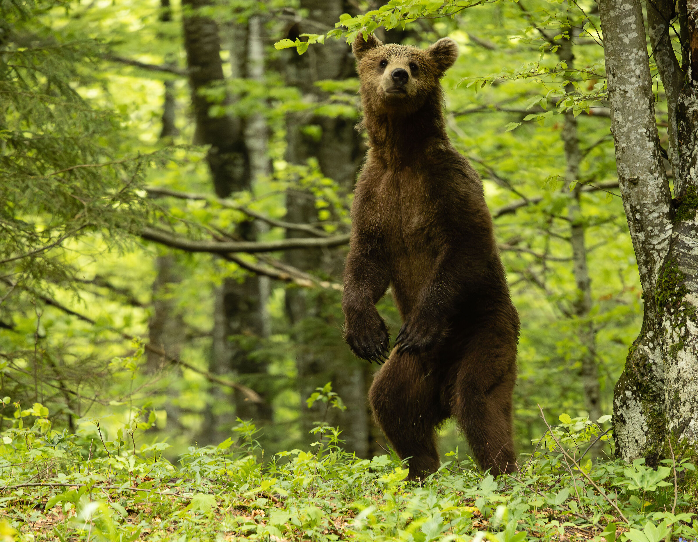 YOUNG BEAR