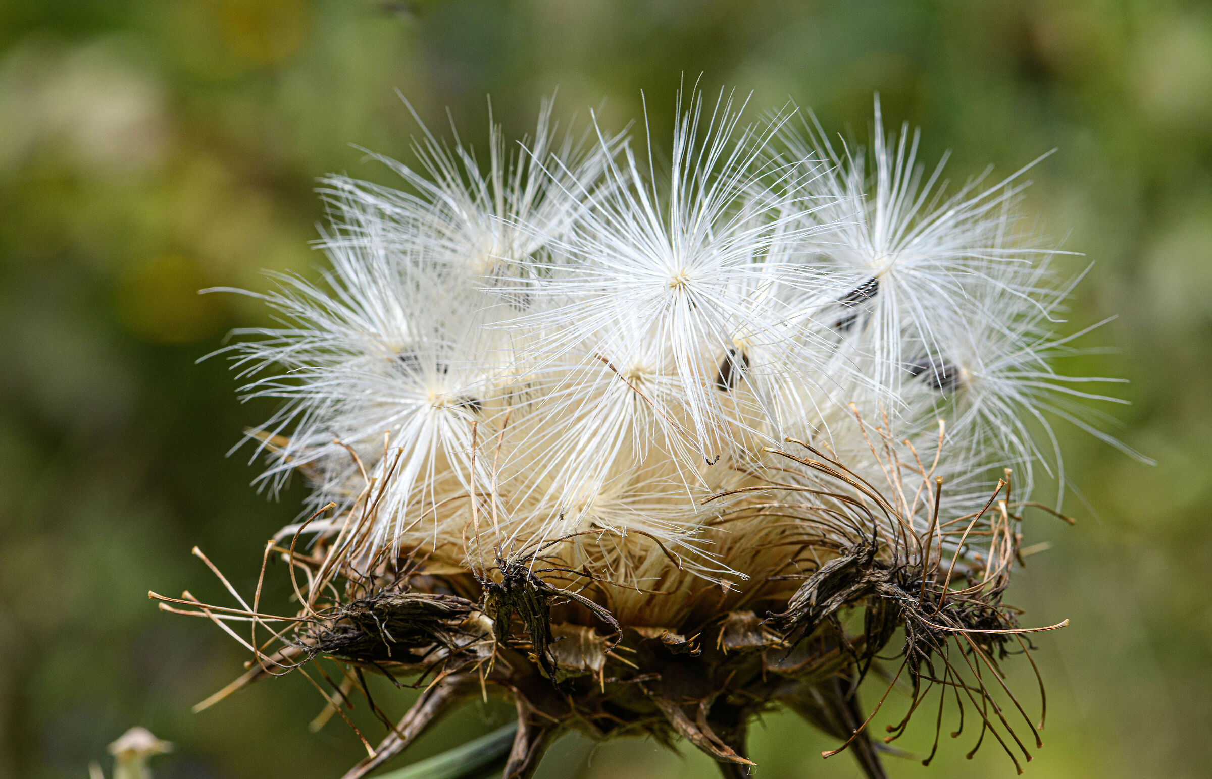 Dry thistle