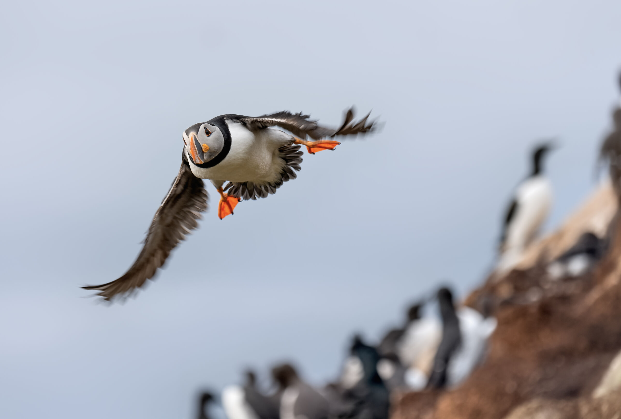 flying puffin