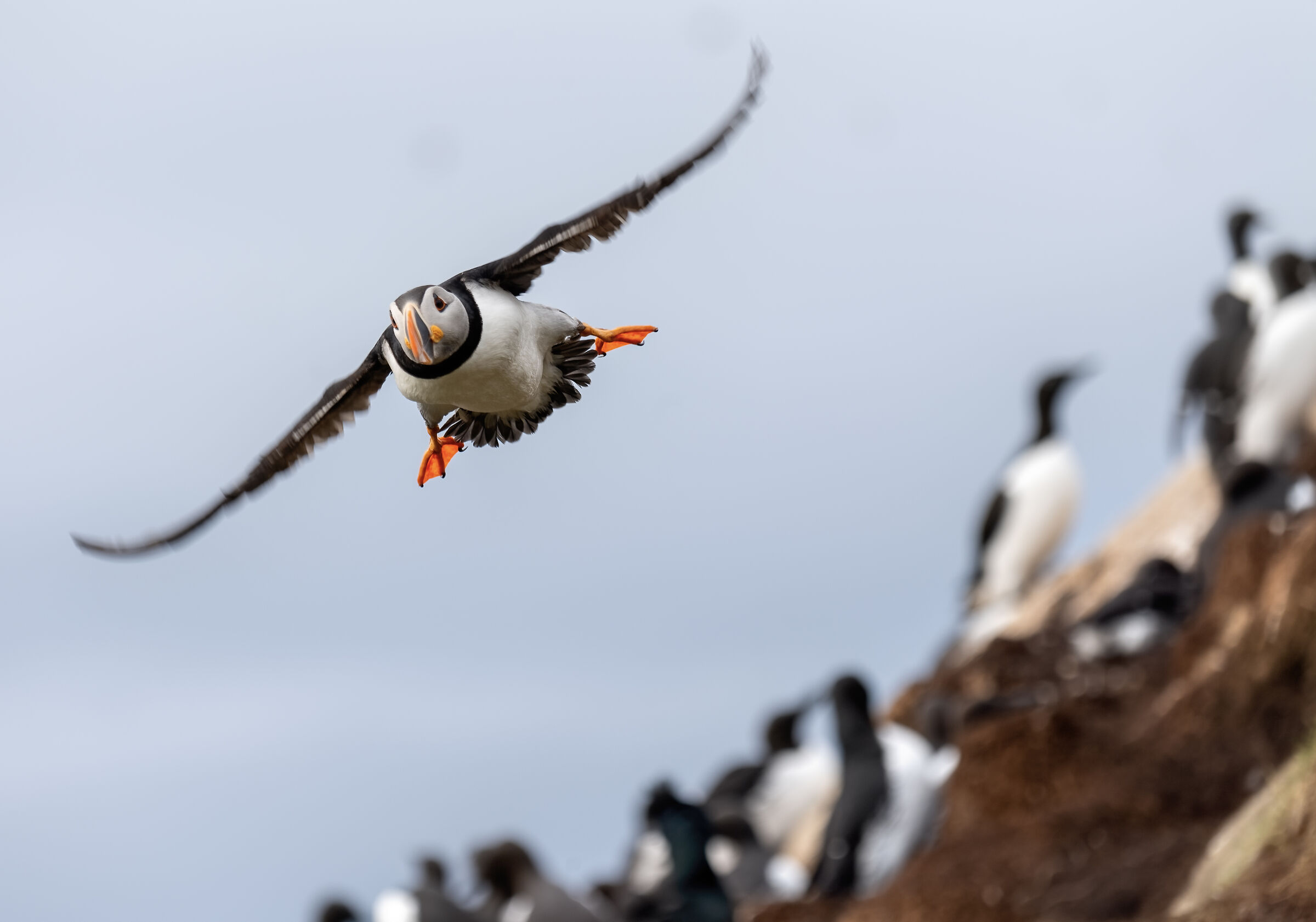 flying puffin