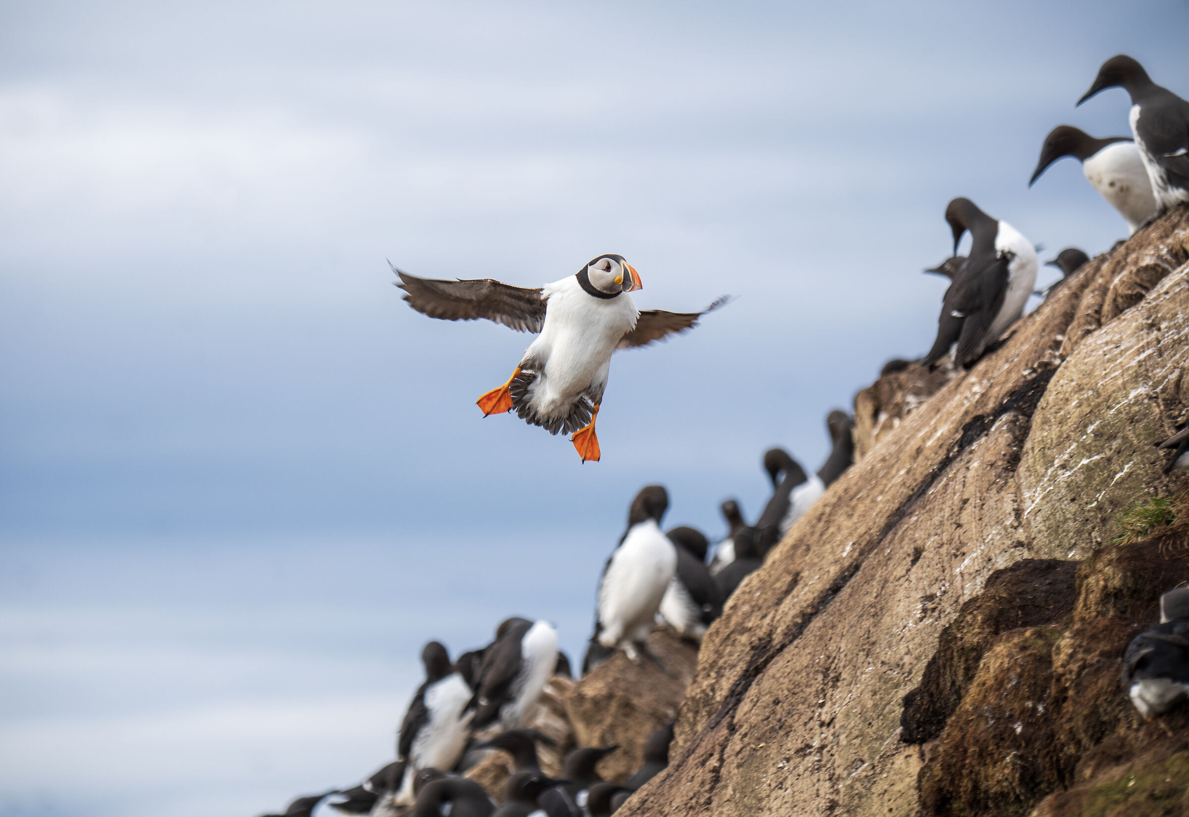 Puffin Landing