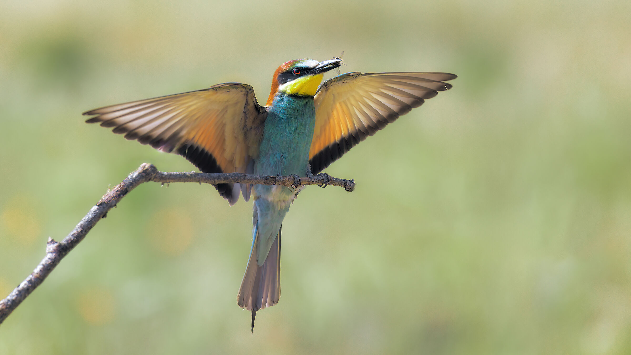 bee-eater