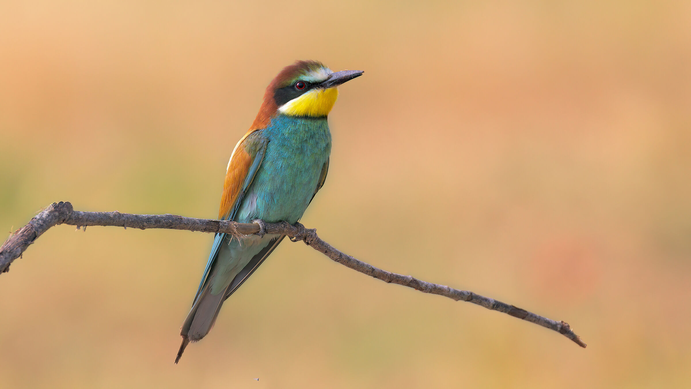 bee-eater