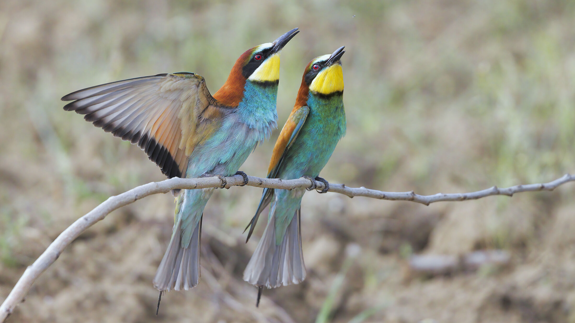 Bee-eaters