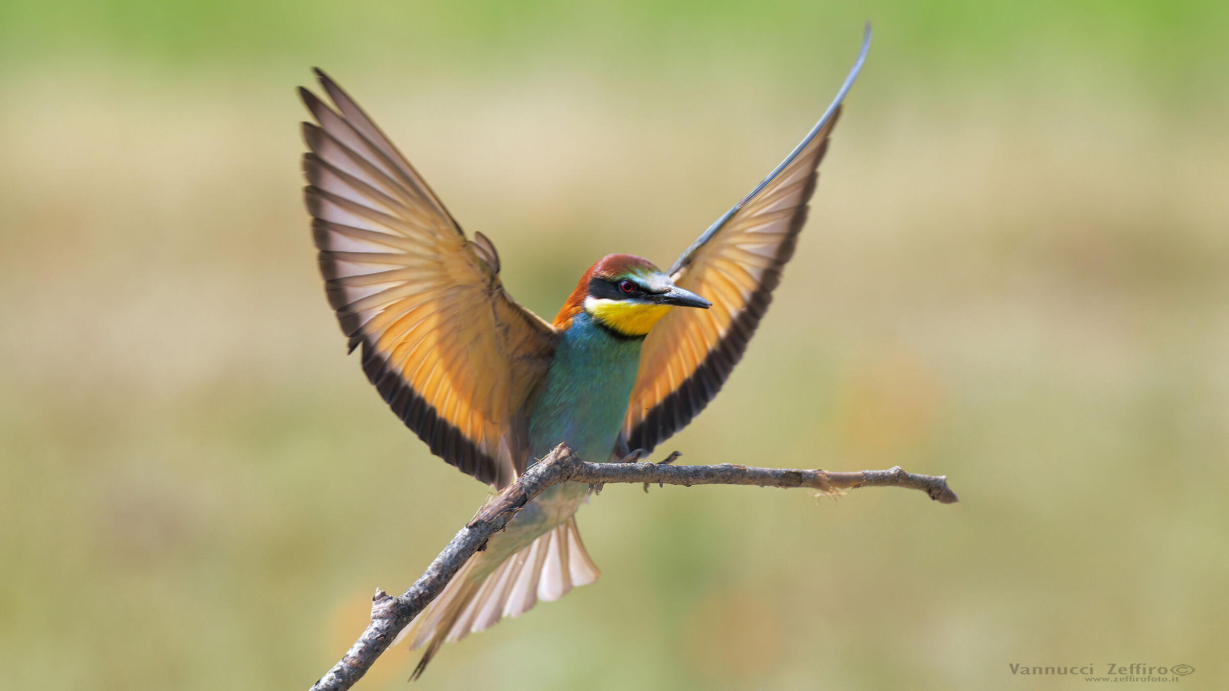 Bee-eater arrival.