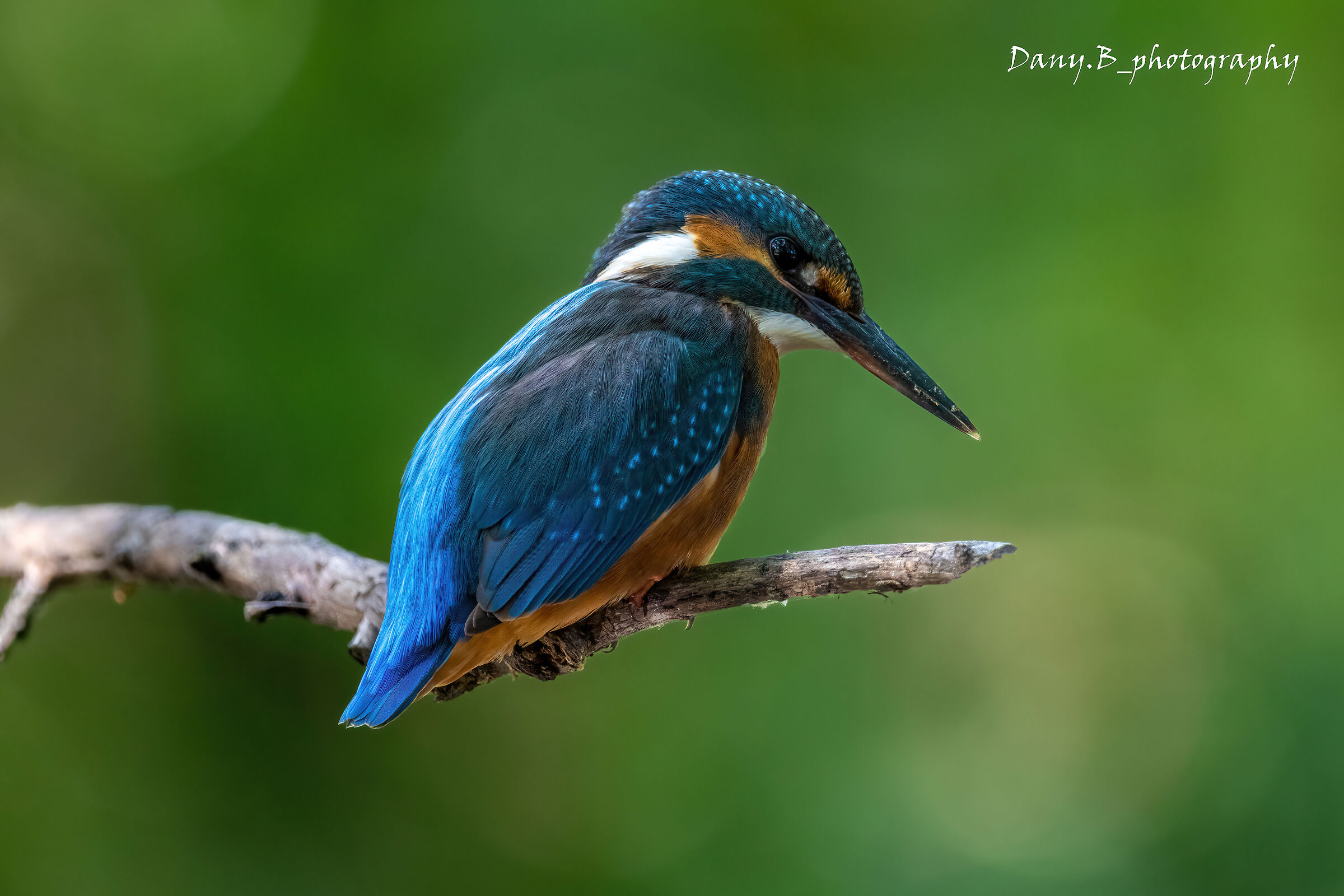 The King of Fishermen