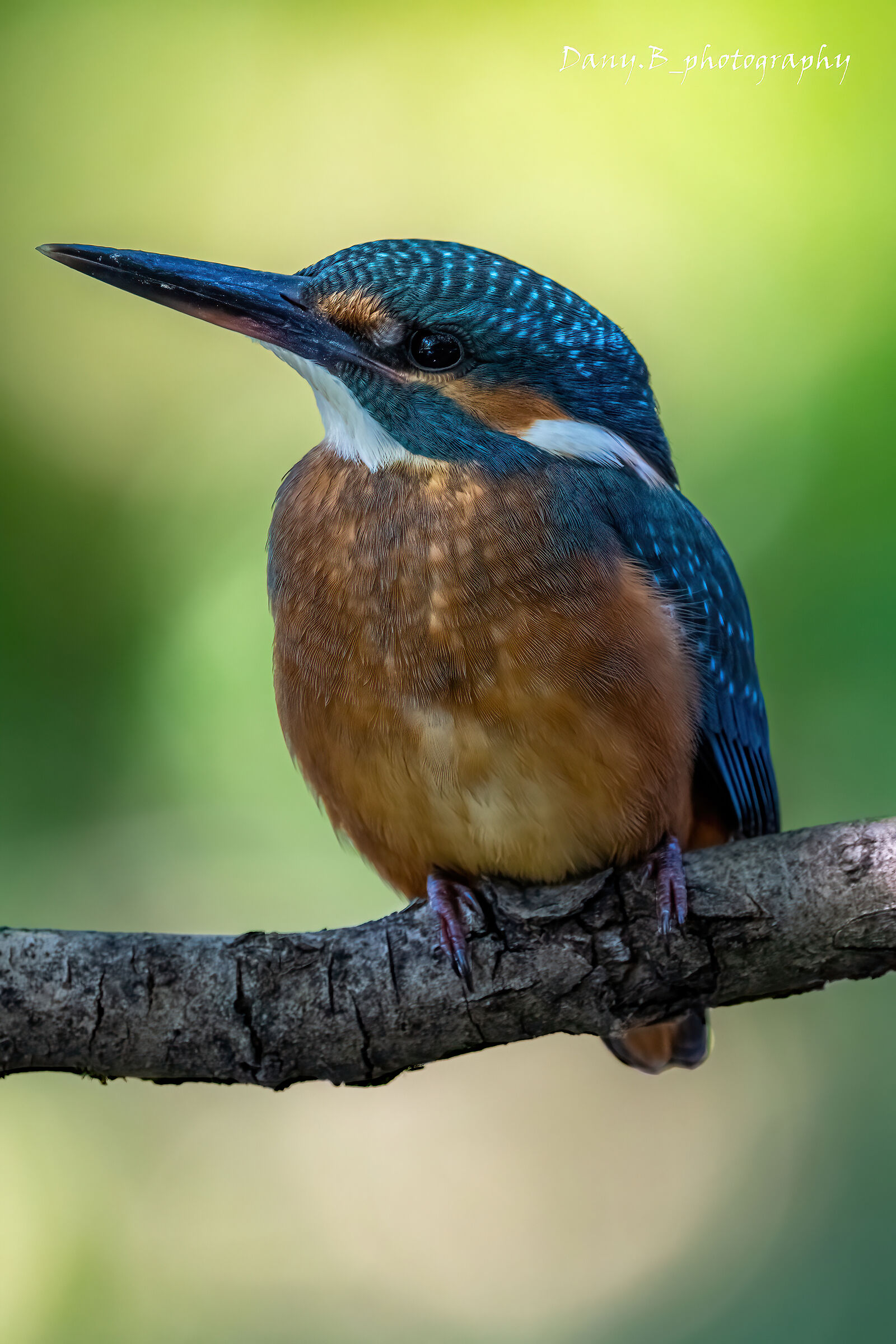 The King of Fishermen 2