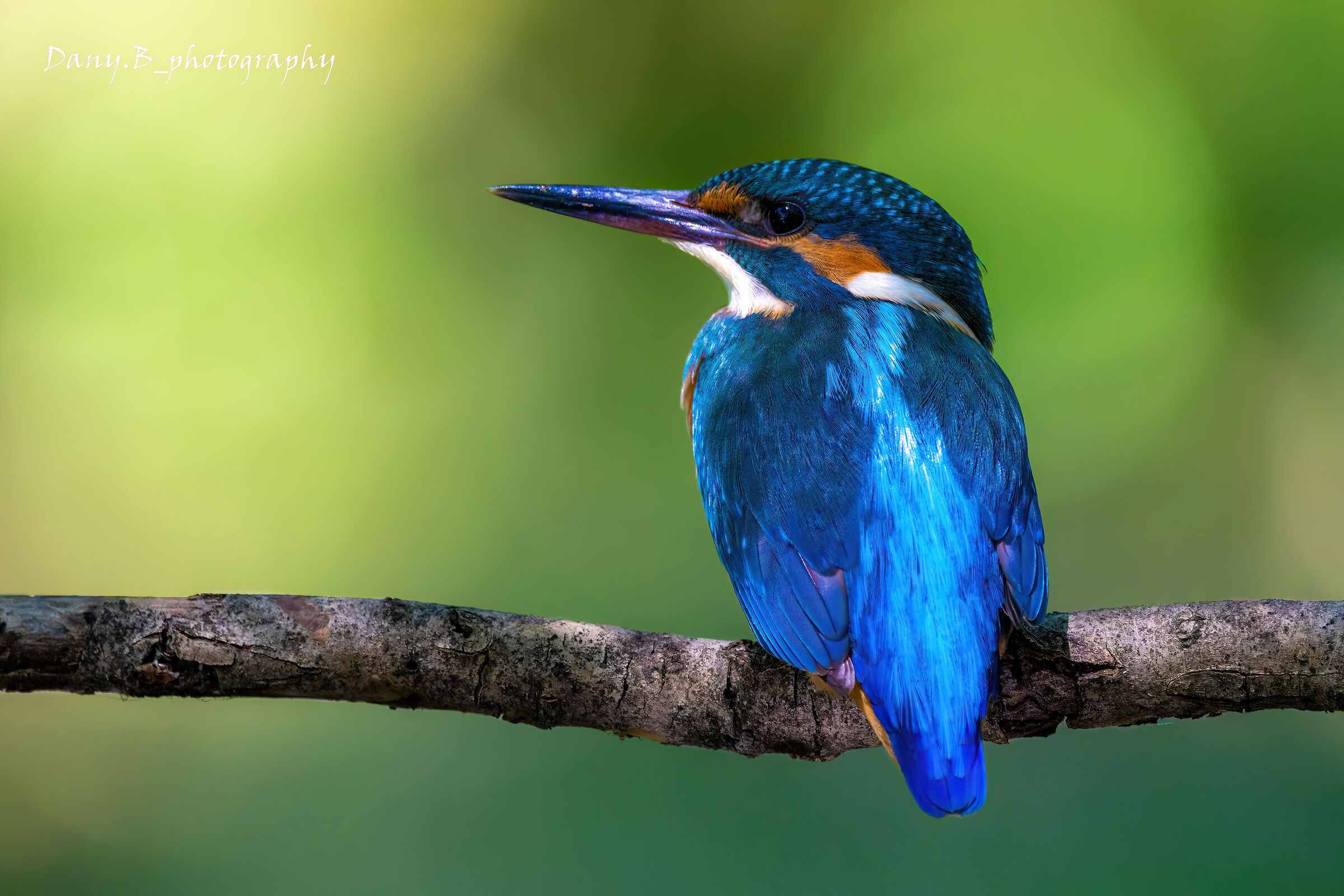 The King of Fishermen 3