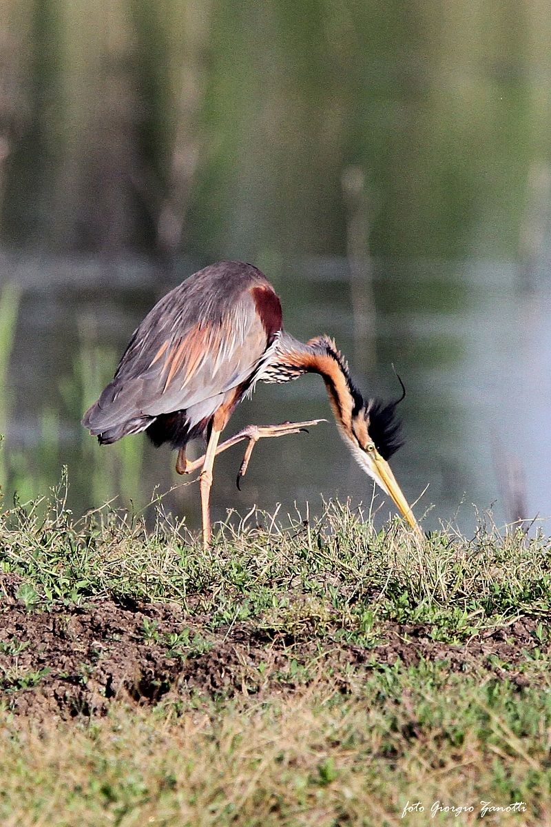Purple Heron
