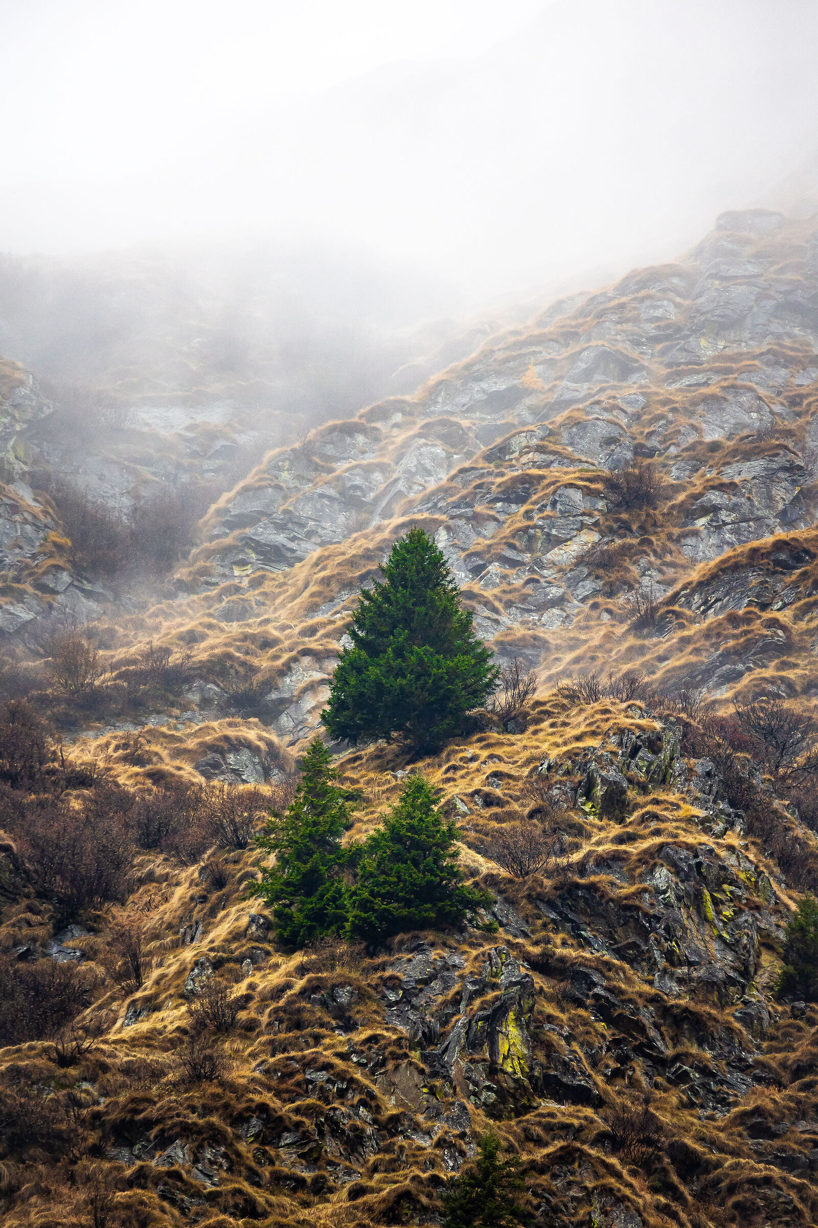 verde nella nebbia