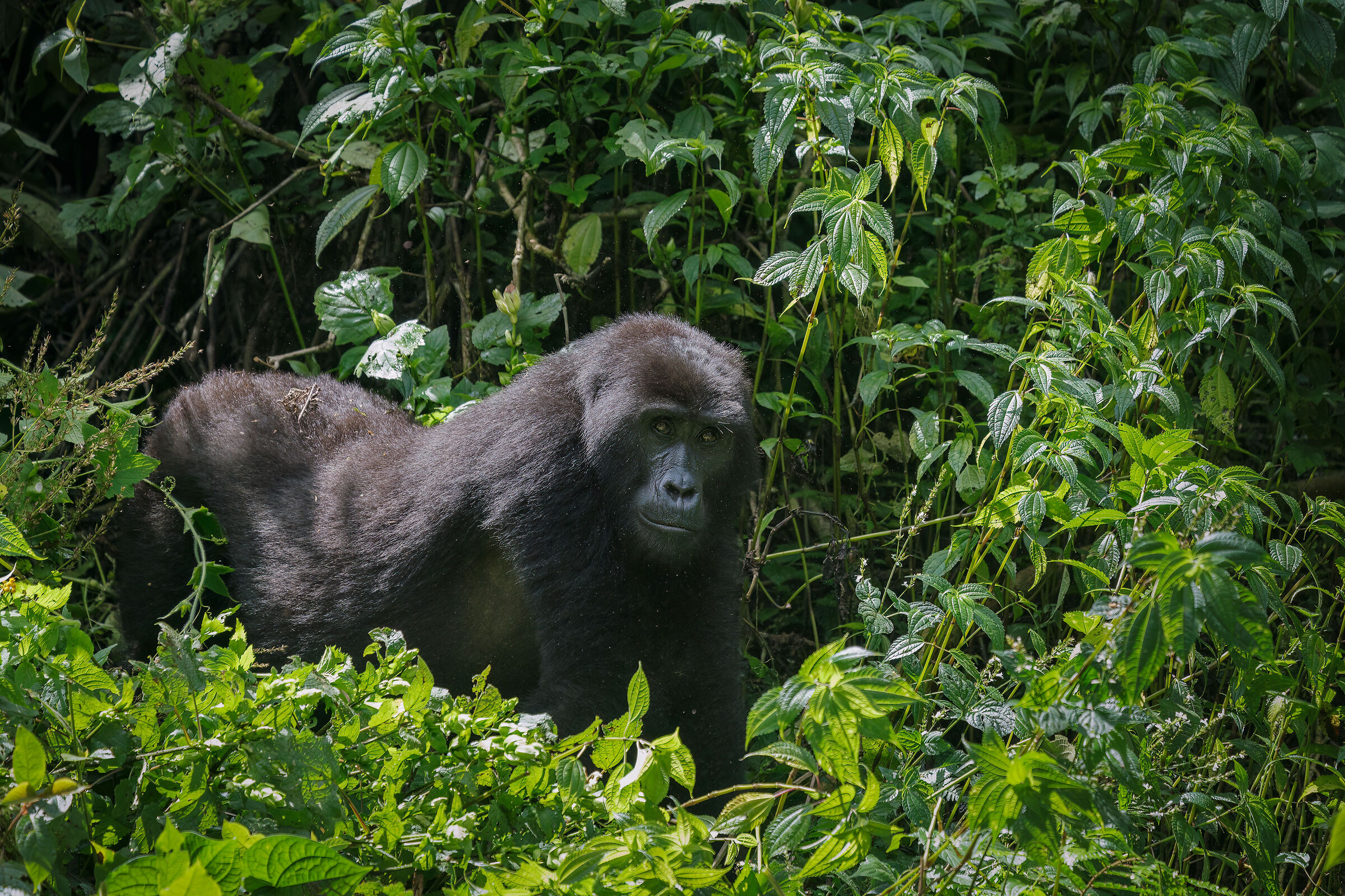Gorilla