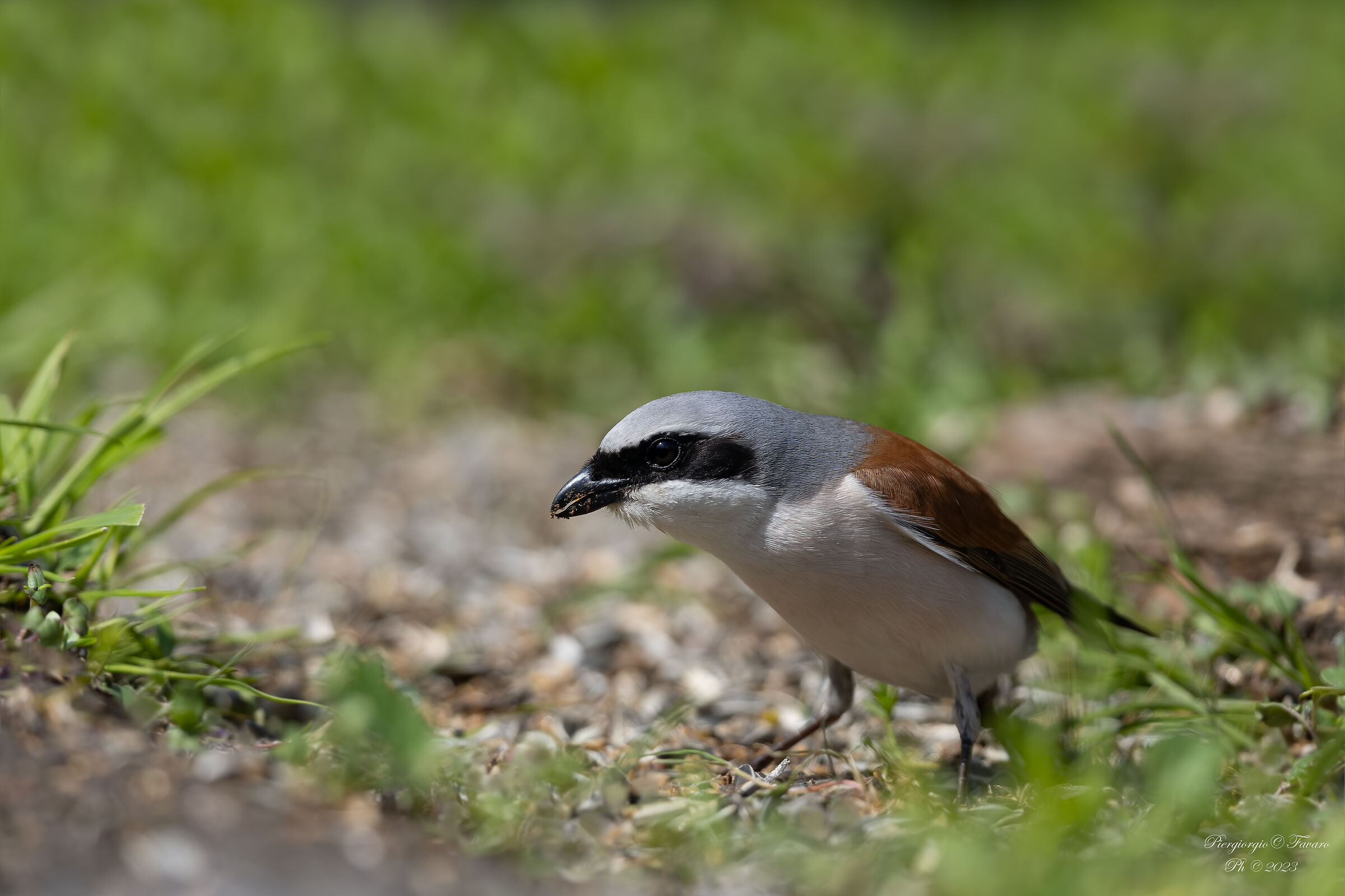 Shrike