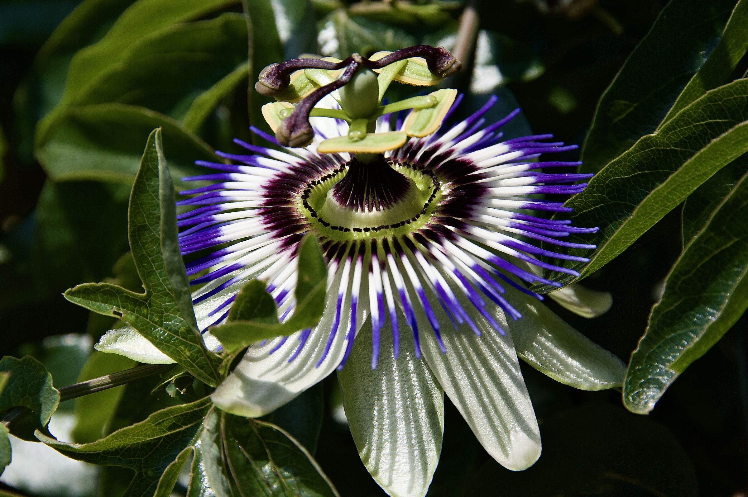Passionflower
