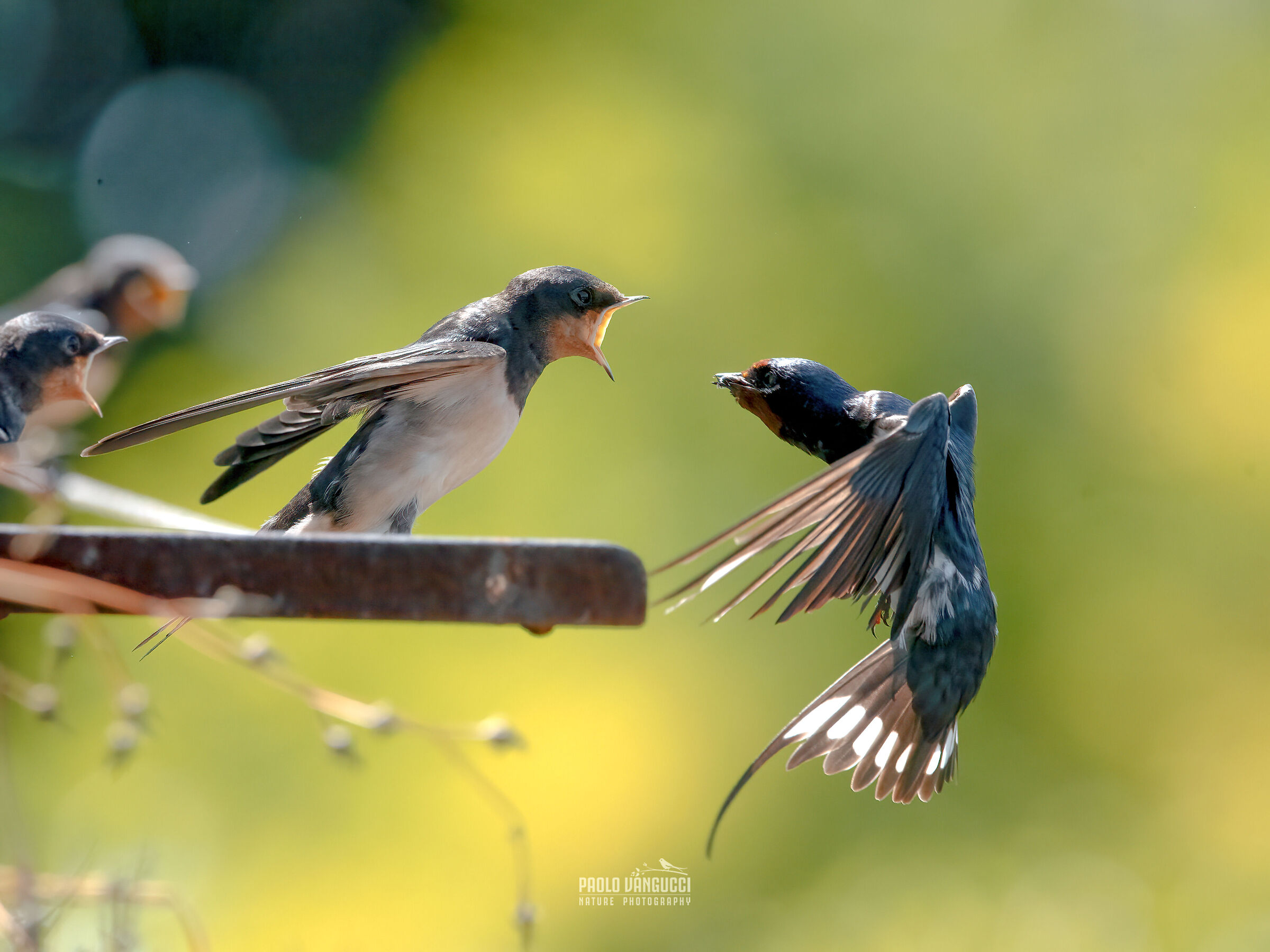 Swallow / Hirundo rustica / Barn swallow
