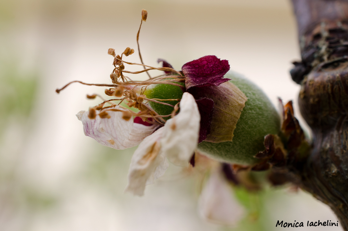 Nasce un'albicocca