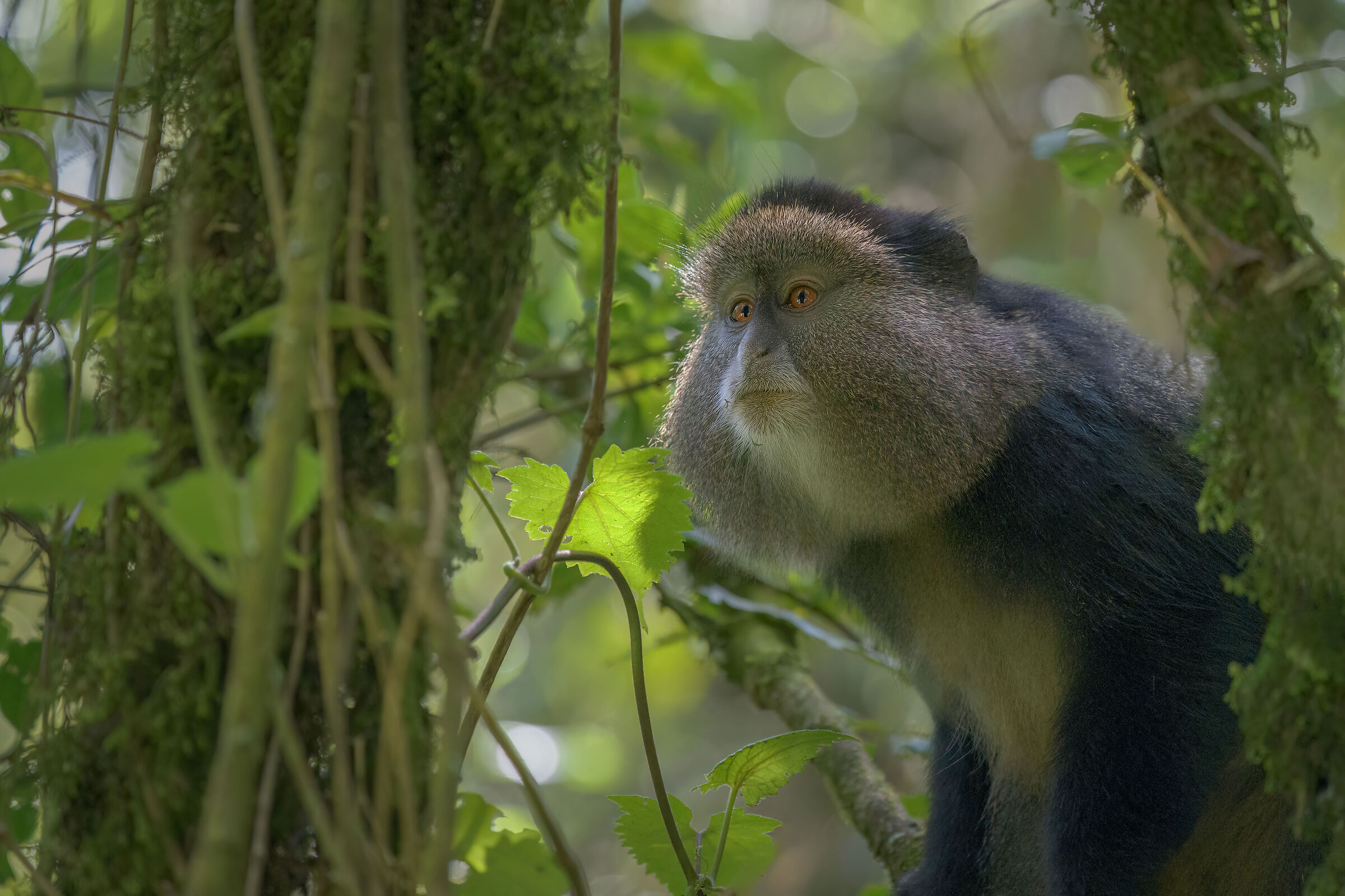Golden monkey
