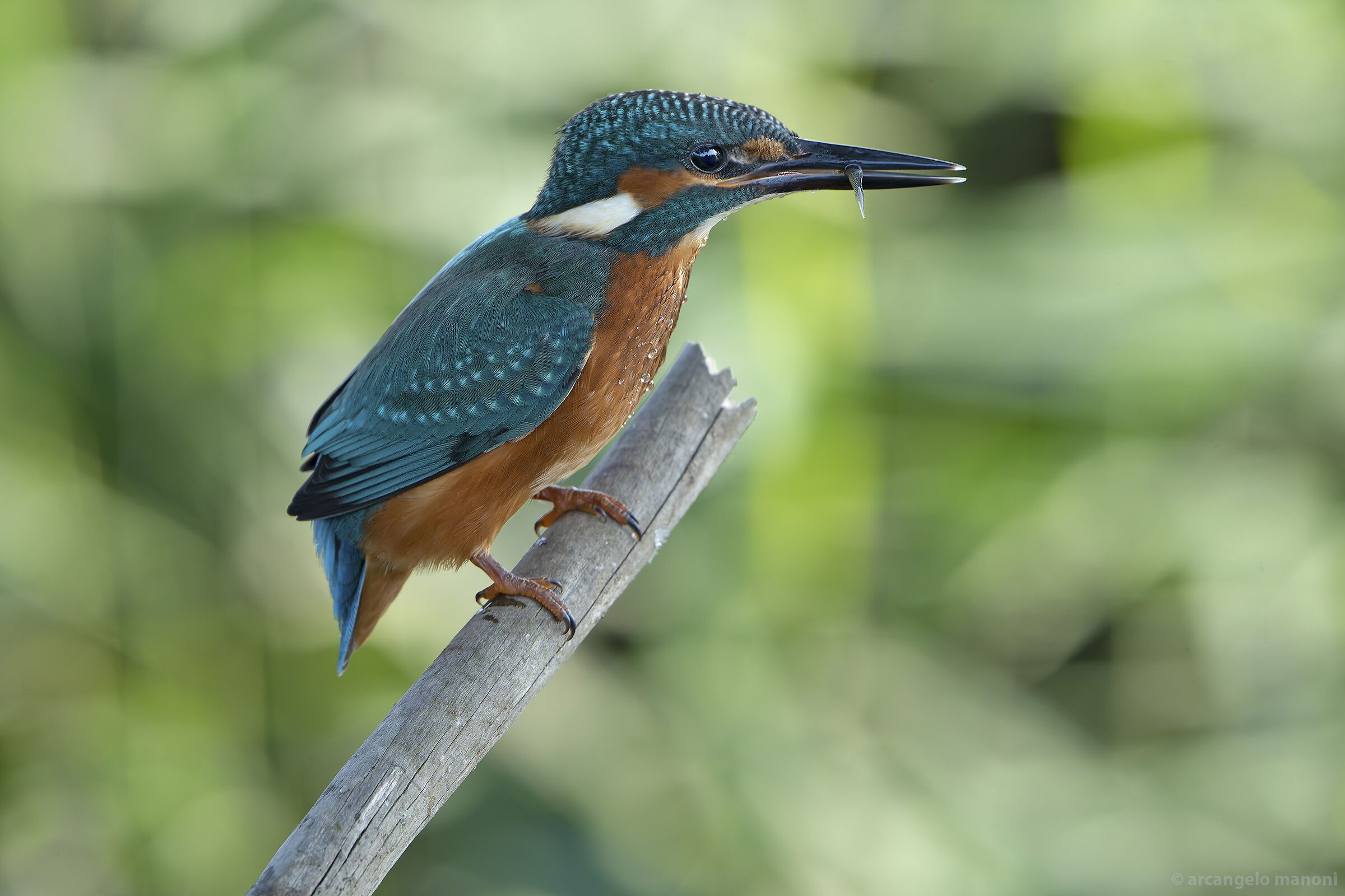 Small prey for young martin