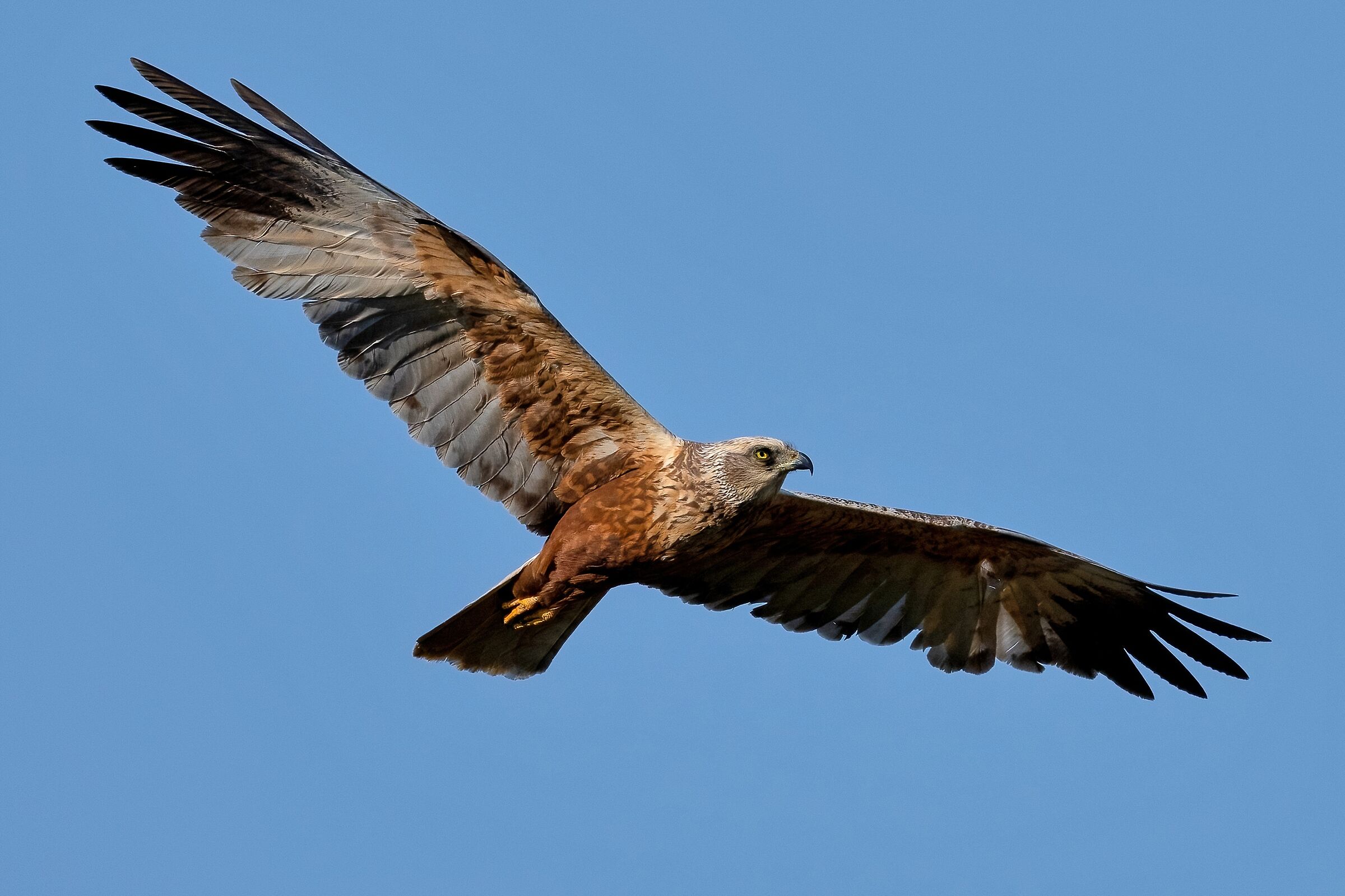 Marsh harrier (Circus aeruginosus) m