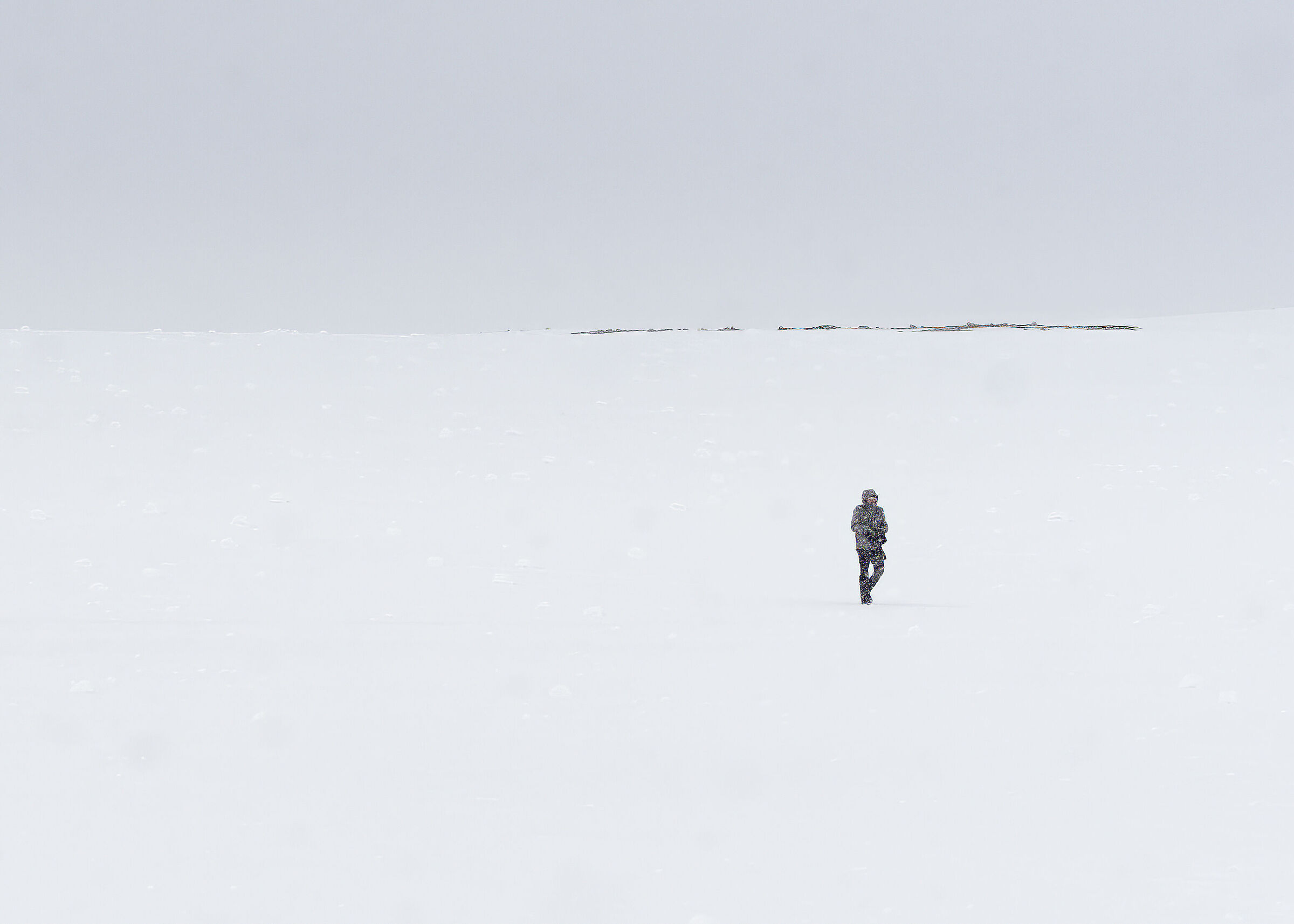 The Wildlife Photographer