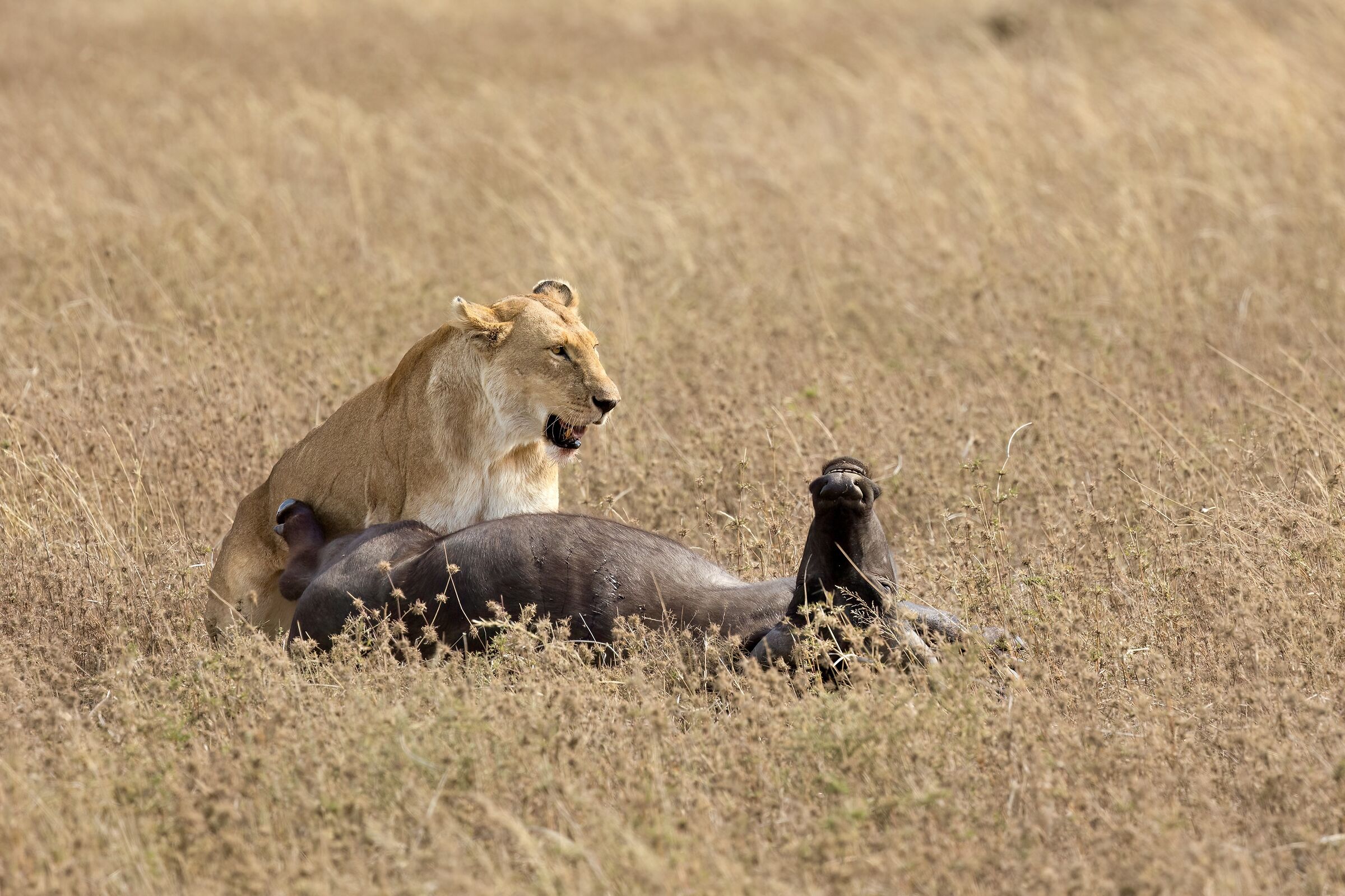 Lunch is ready, but where are the guys?