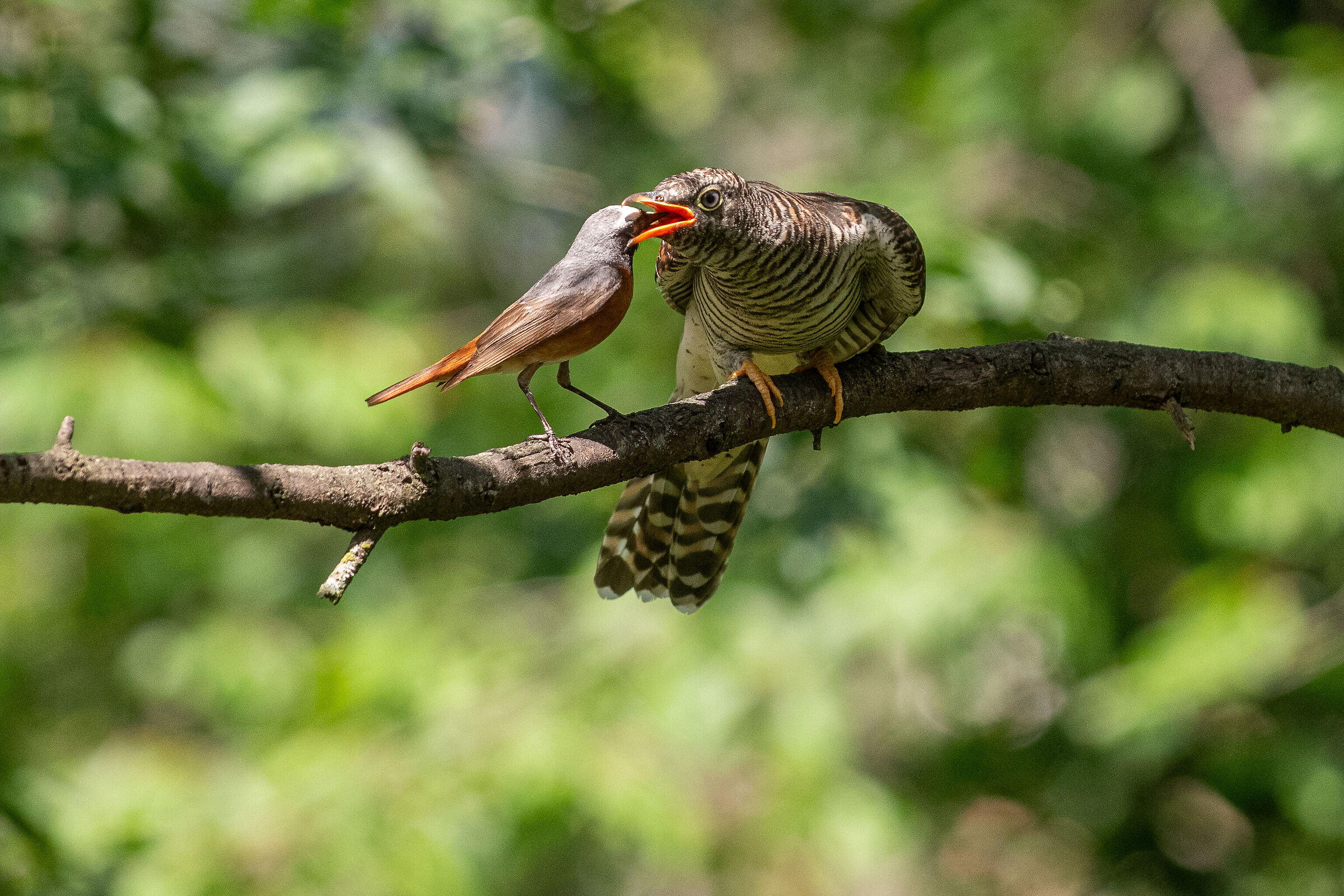 Il codirosso imbecca il cuculo