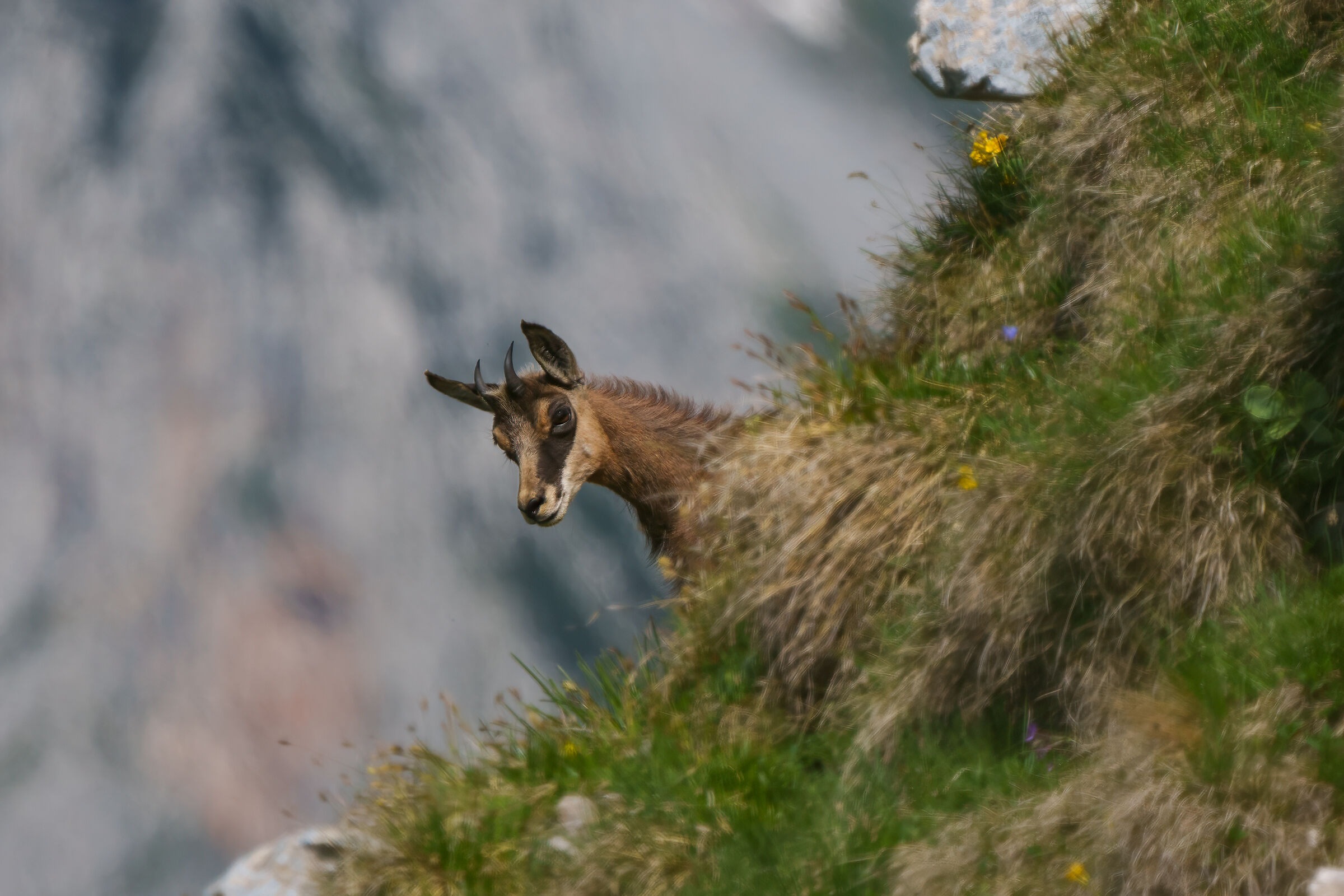 Young chamois