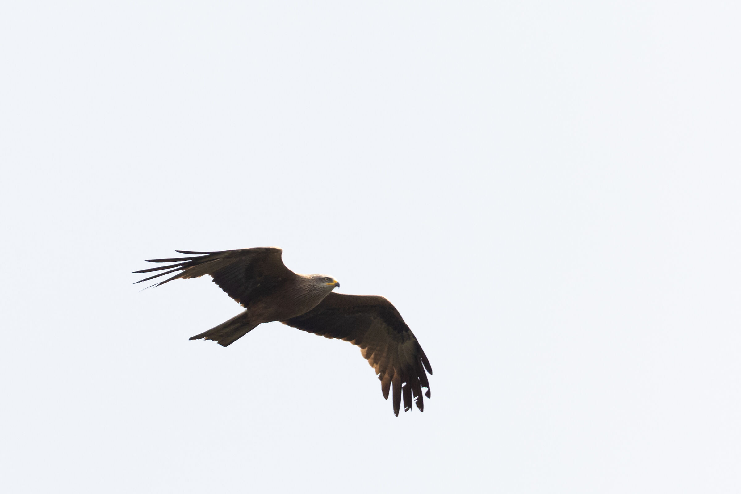 Black Kite - LC