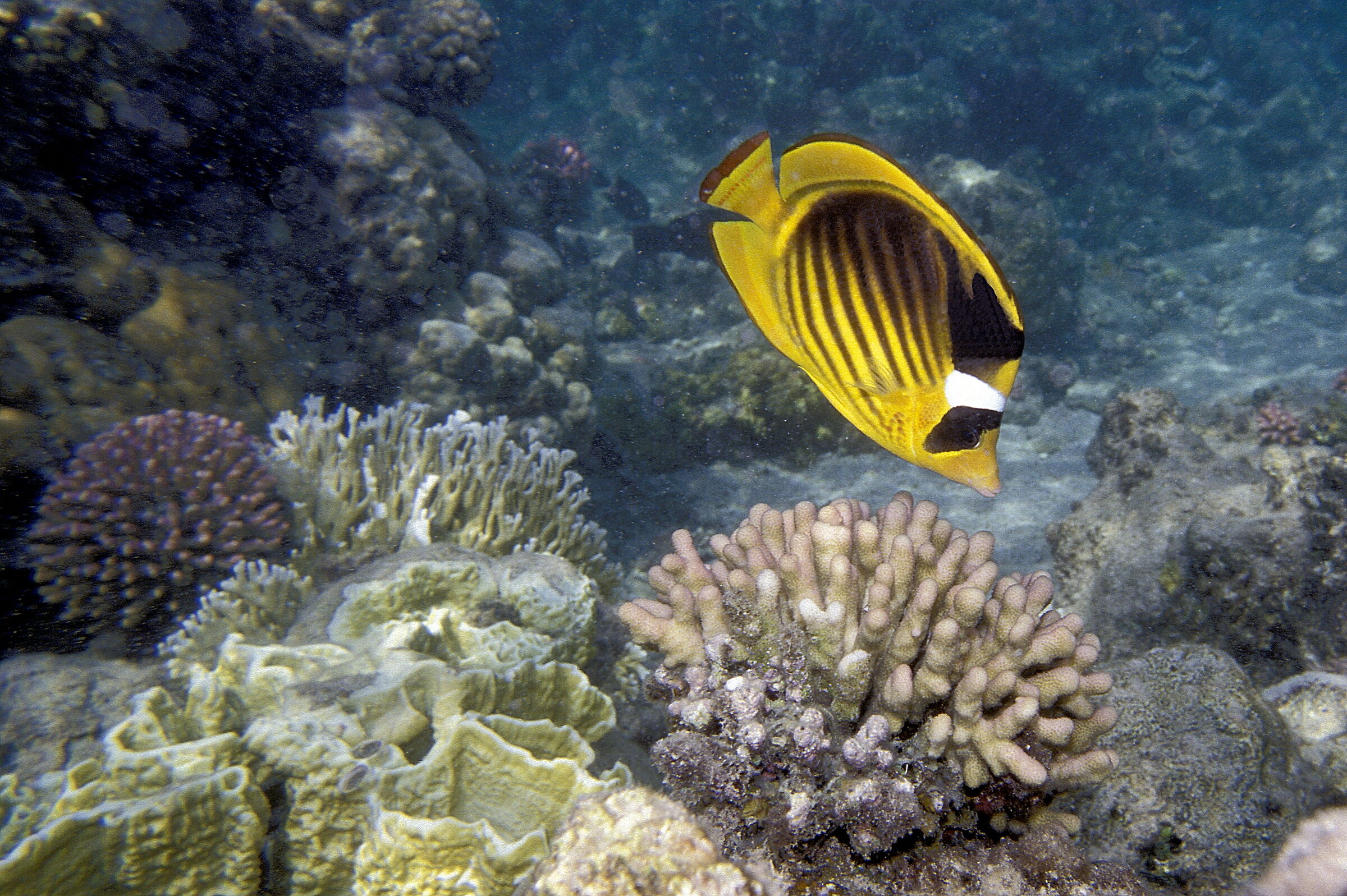 Red Sea P Crescent butterfly (Chaetodon lunula)