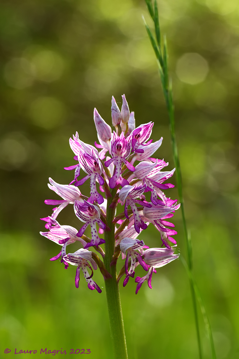 Orchis Militaris