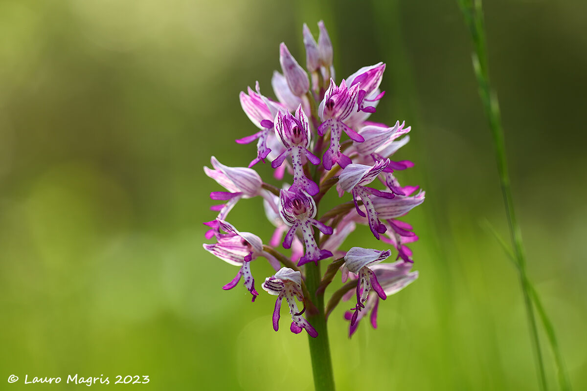 Orchidea militare (Orchis militaris)