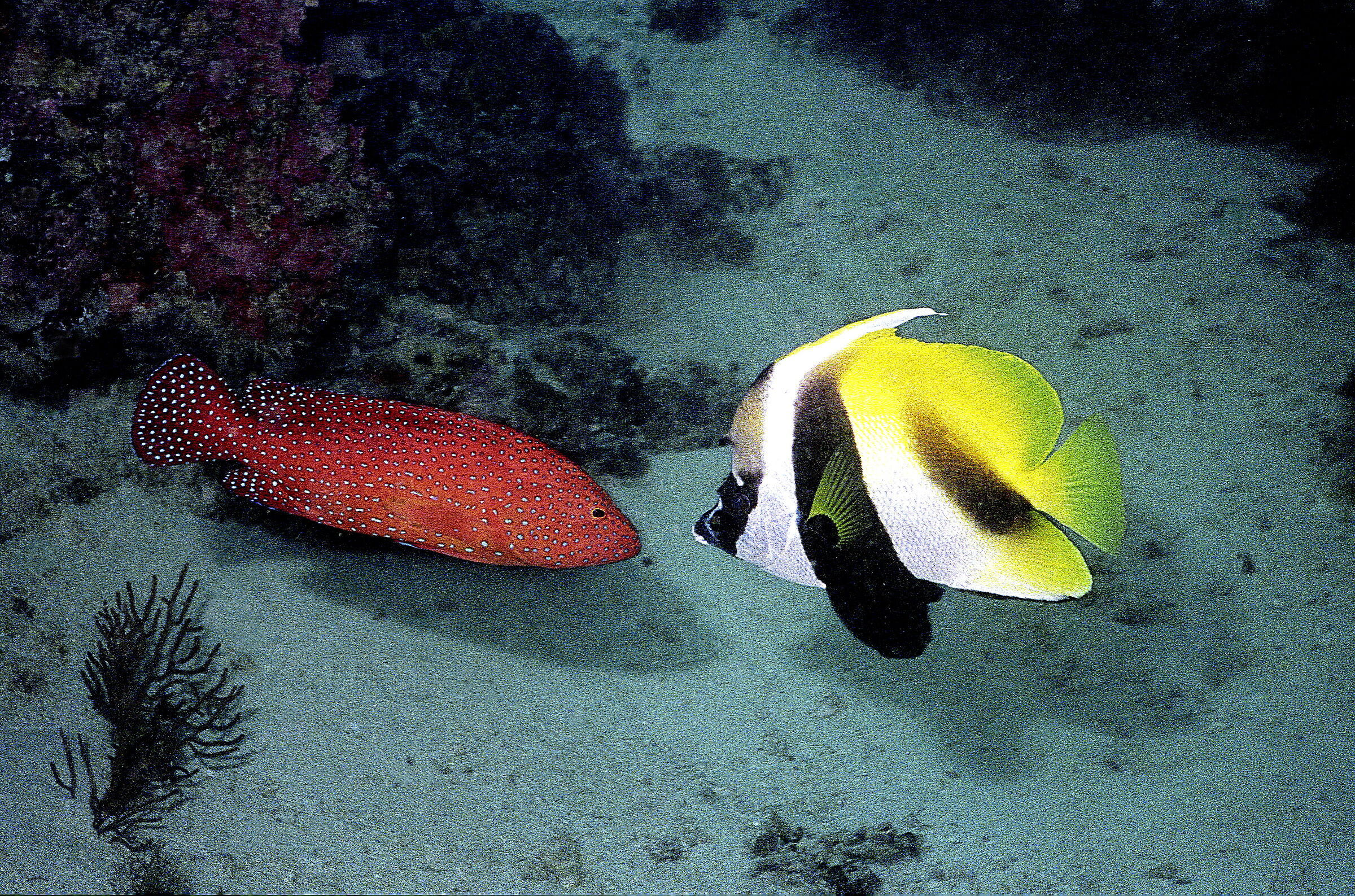 Coral Grouper+Antenna Butterfly(Cephalopholis miniata)