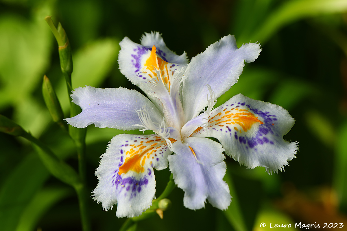 Iris Japonica "variegata"