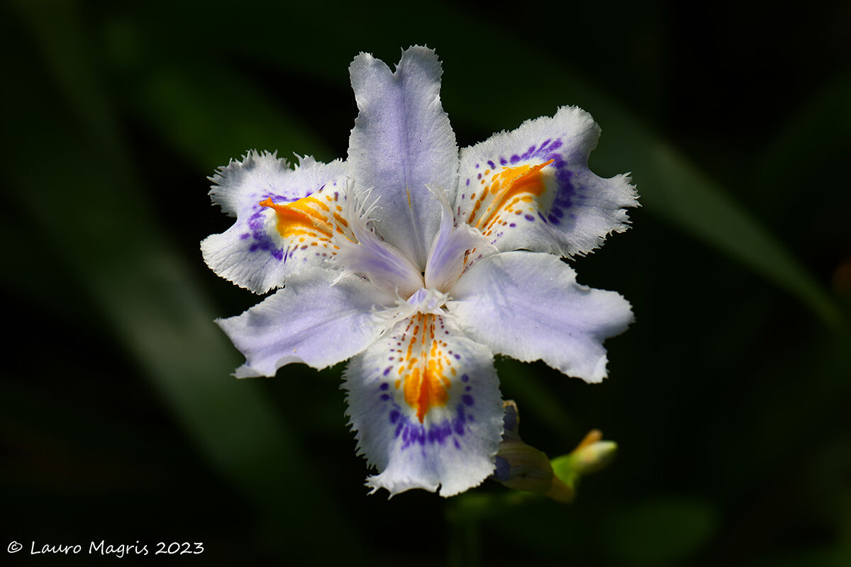 Iris japonica variegata