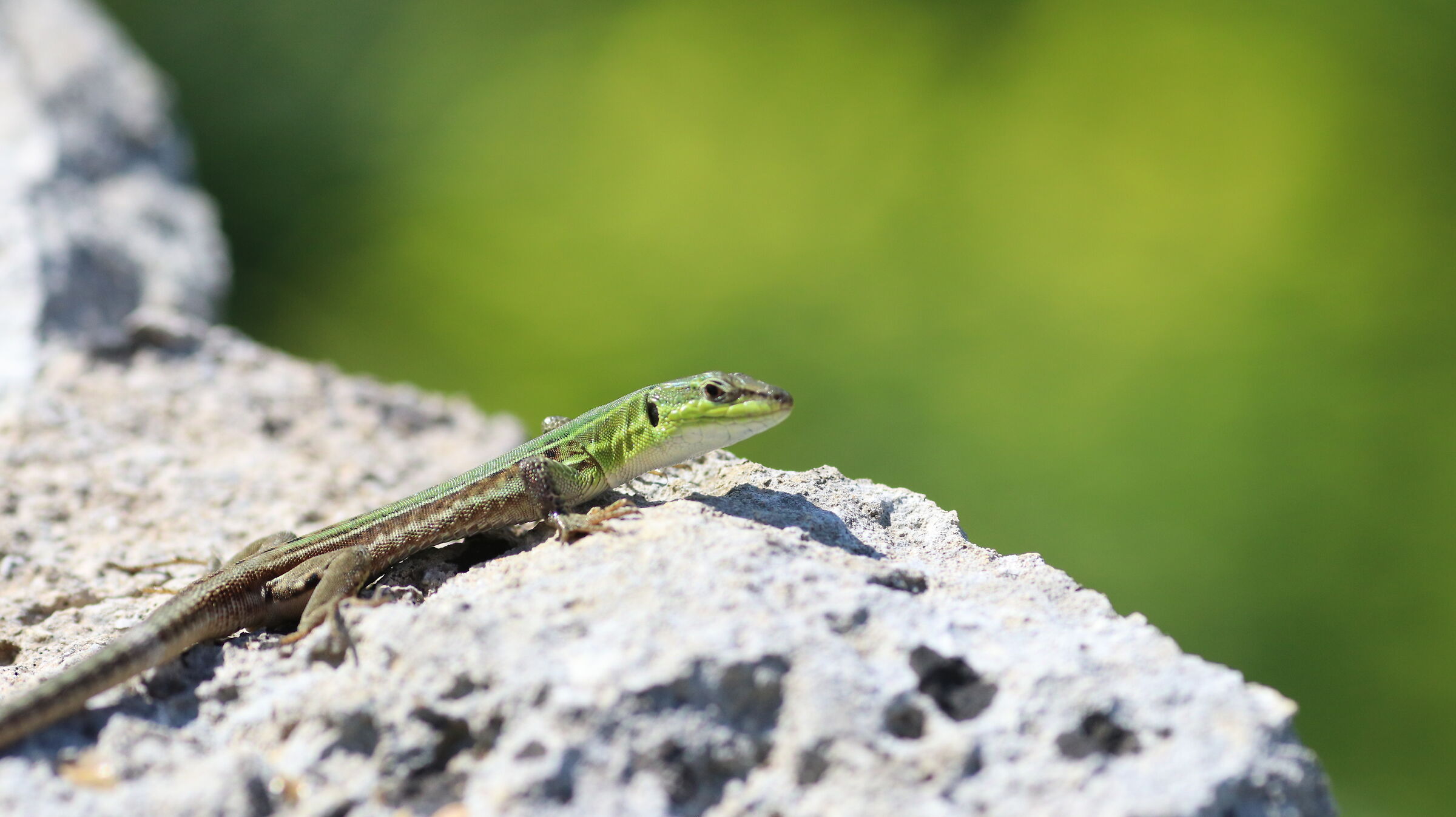 " Crop 216 ", Canon 125 F. 2 L Usm, D 80