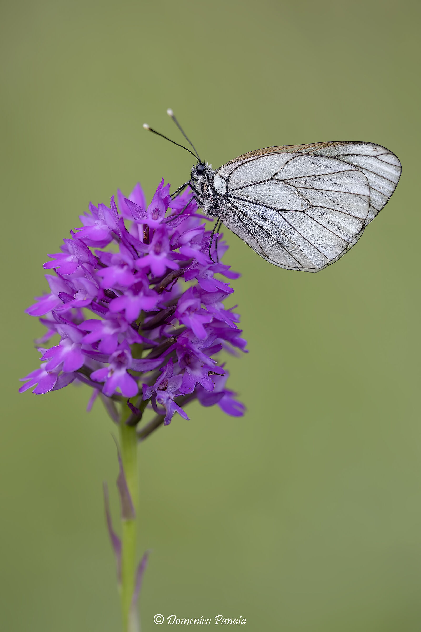 aporia crataegi su anacamptis pyramidalis